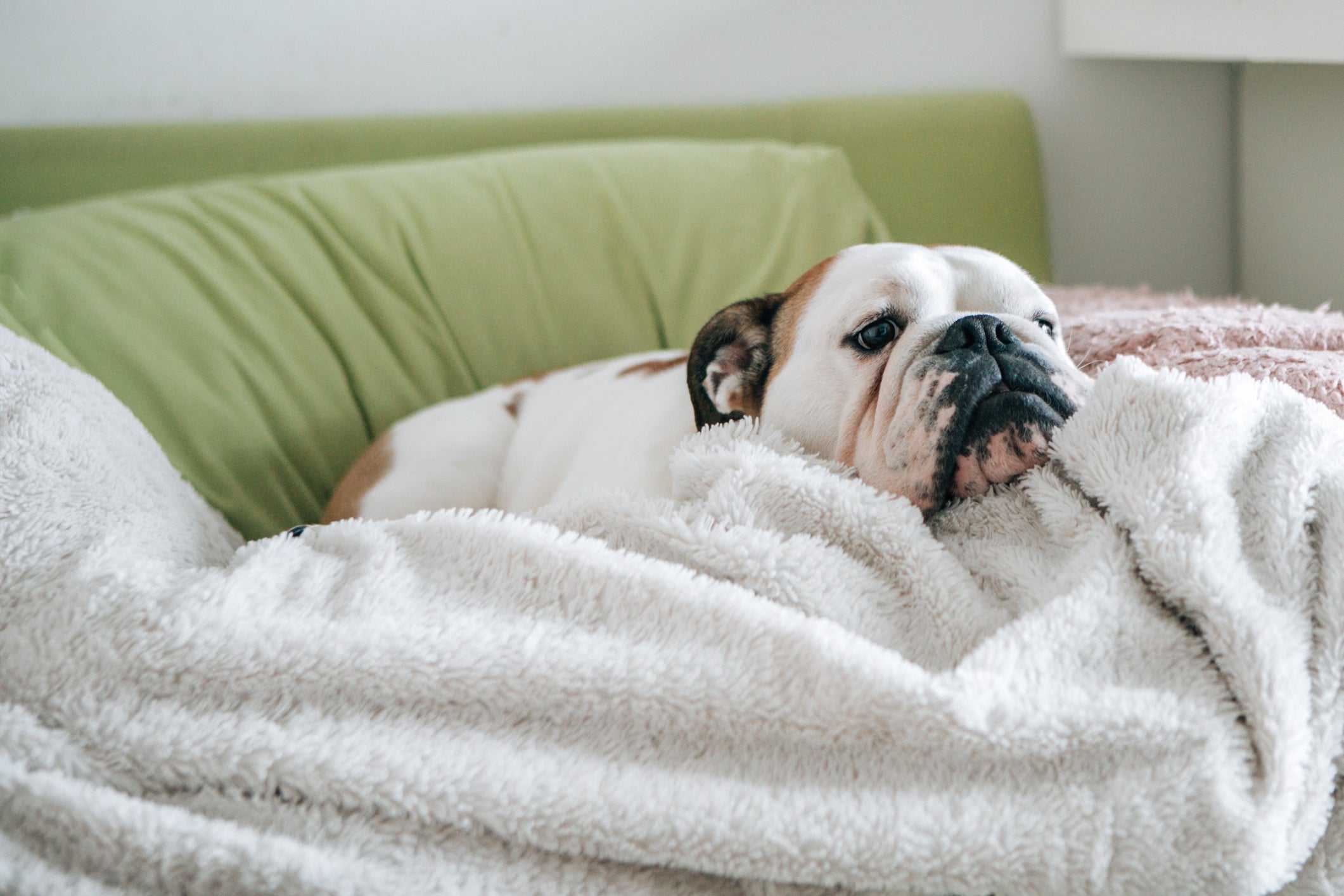 Bulldog Inglês deitado em cima de cobertor