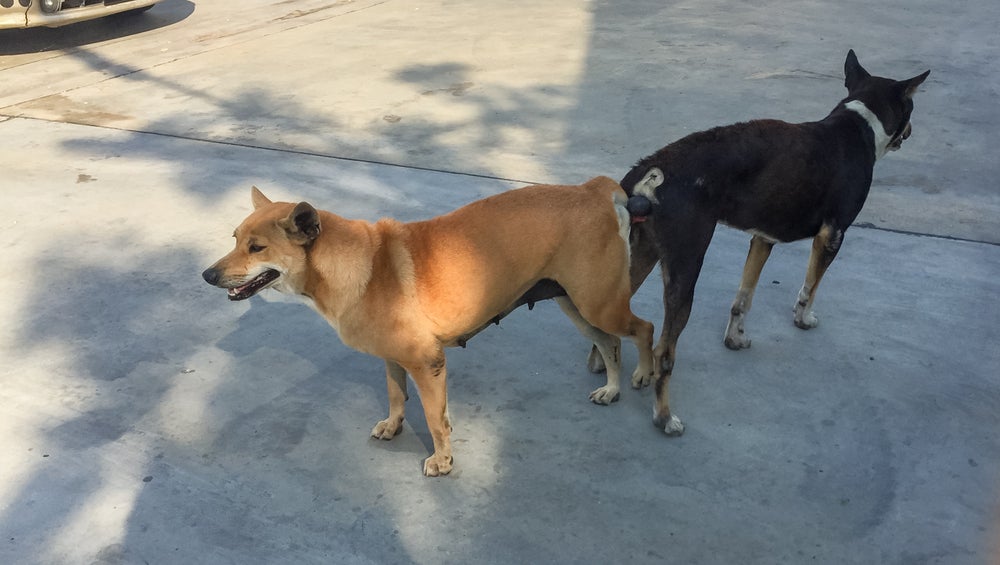 dois cachorros grudados depois de acasalar