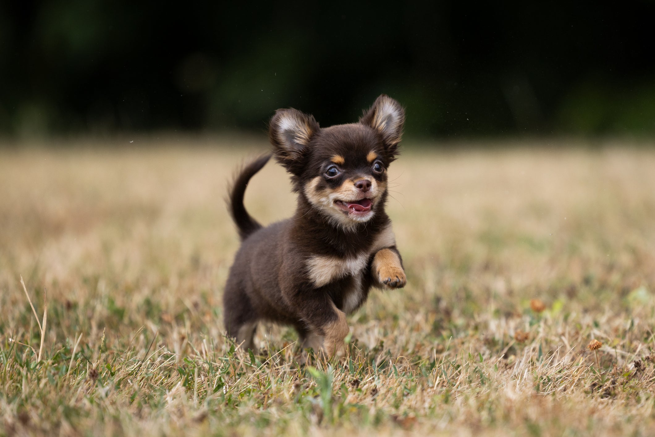 Cão Chihuahua Filhote correndo em campo