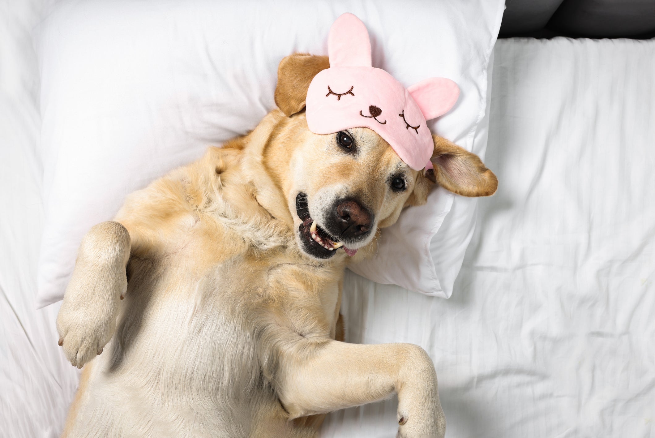 Cão Labrador usando máscara de sono rosa