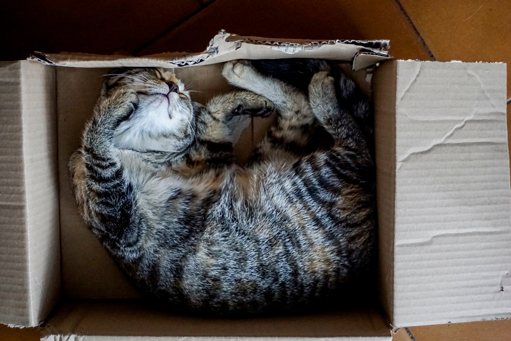 gato malhado dormindo dentro de caixa de papelão