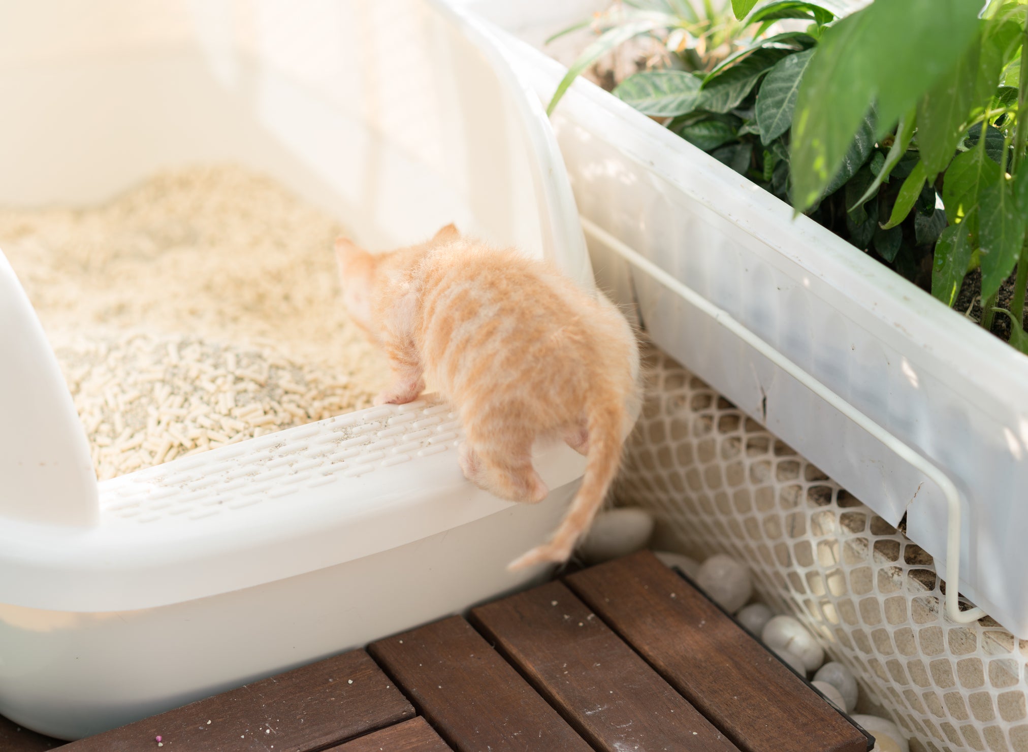 Gatinho filhote laranja entrando em caixa de areia branca