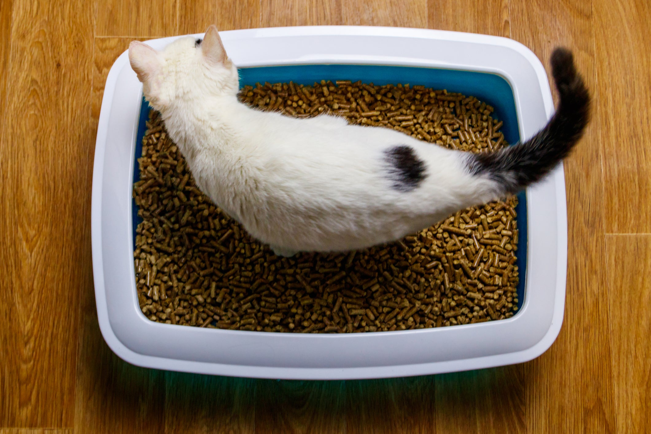 Gato branco com manchas pretas no rabo e costas dentro de caixa de areia de madeira