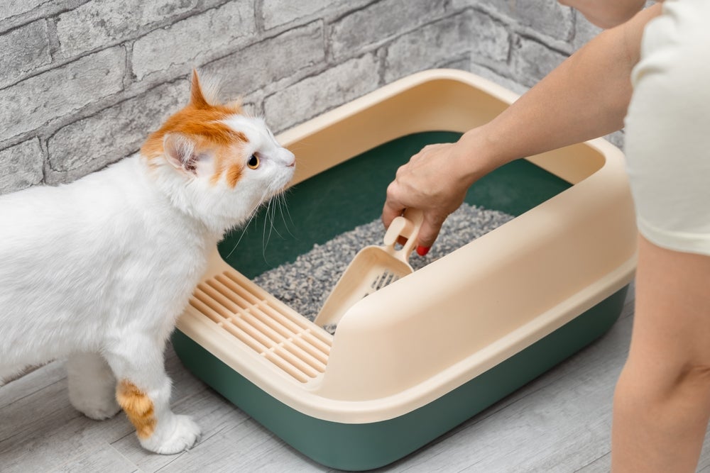 mulher limpando caixa de areia para gatos com uma pá e gato branco e laranja do lado
