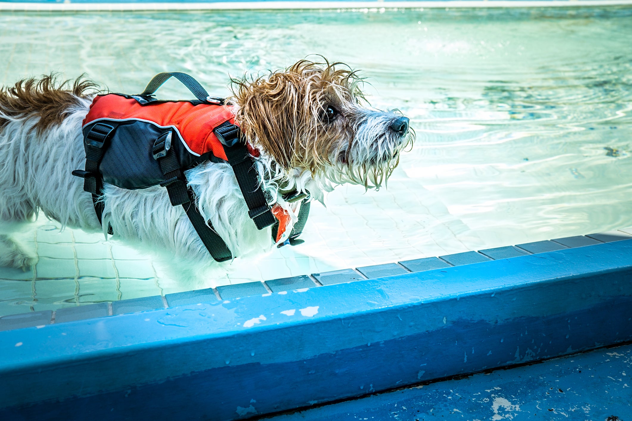 Cachorro molhado usando colete salva vidas