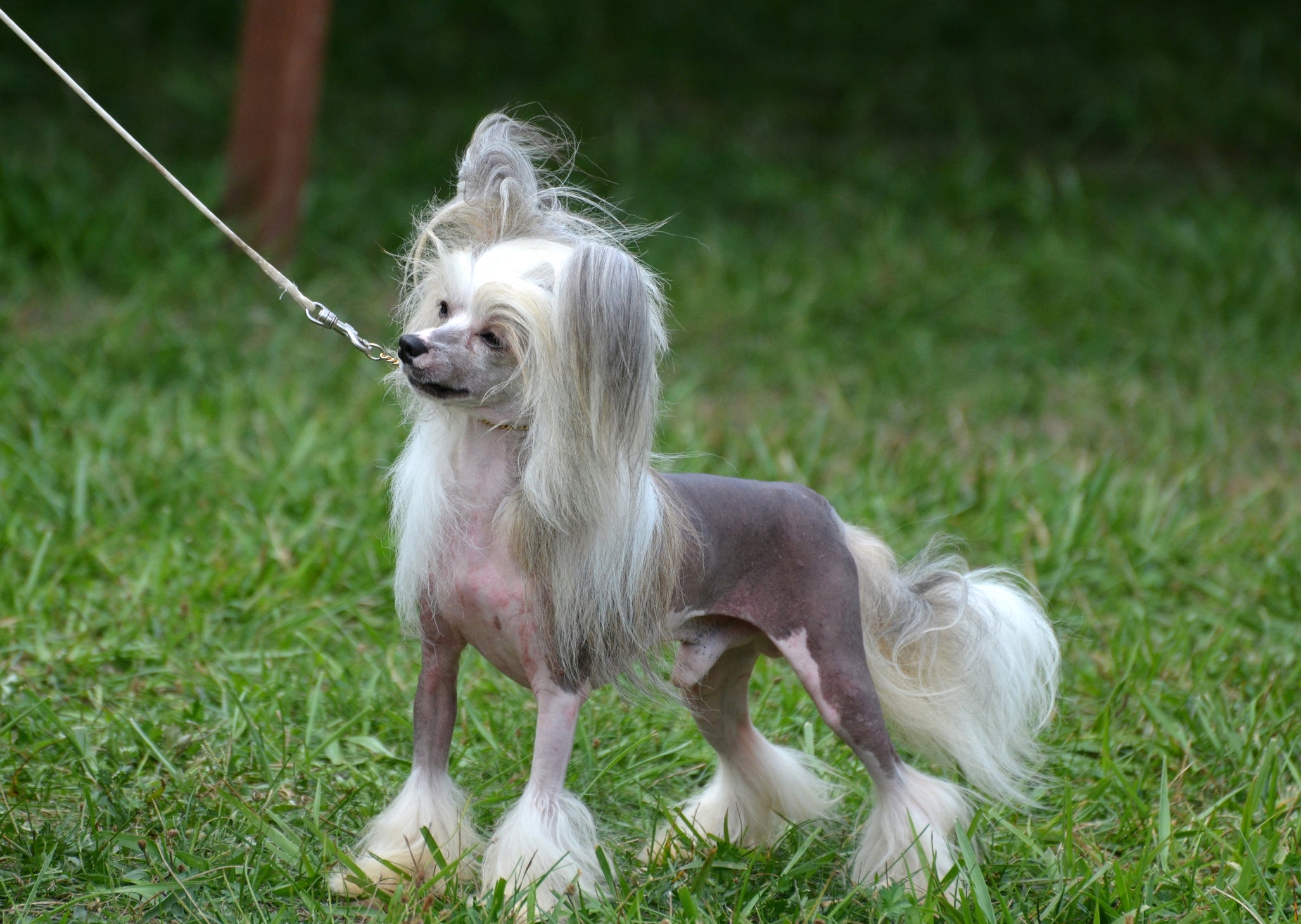 Cão de Crista Chinês em gramado usando coleira