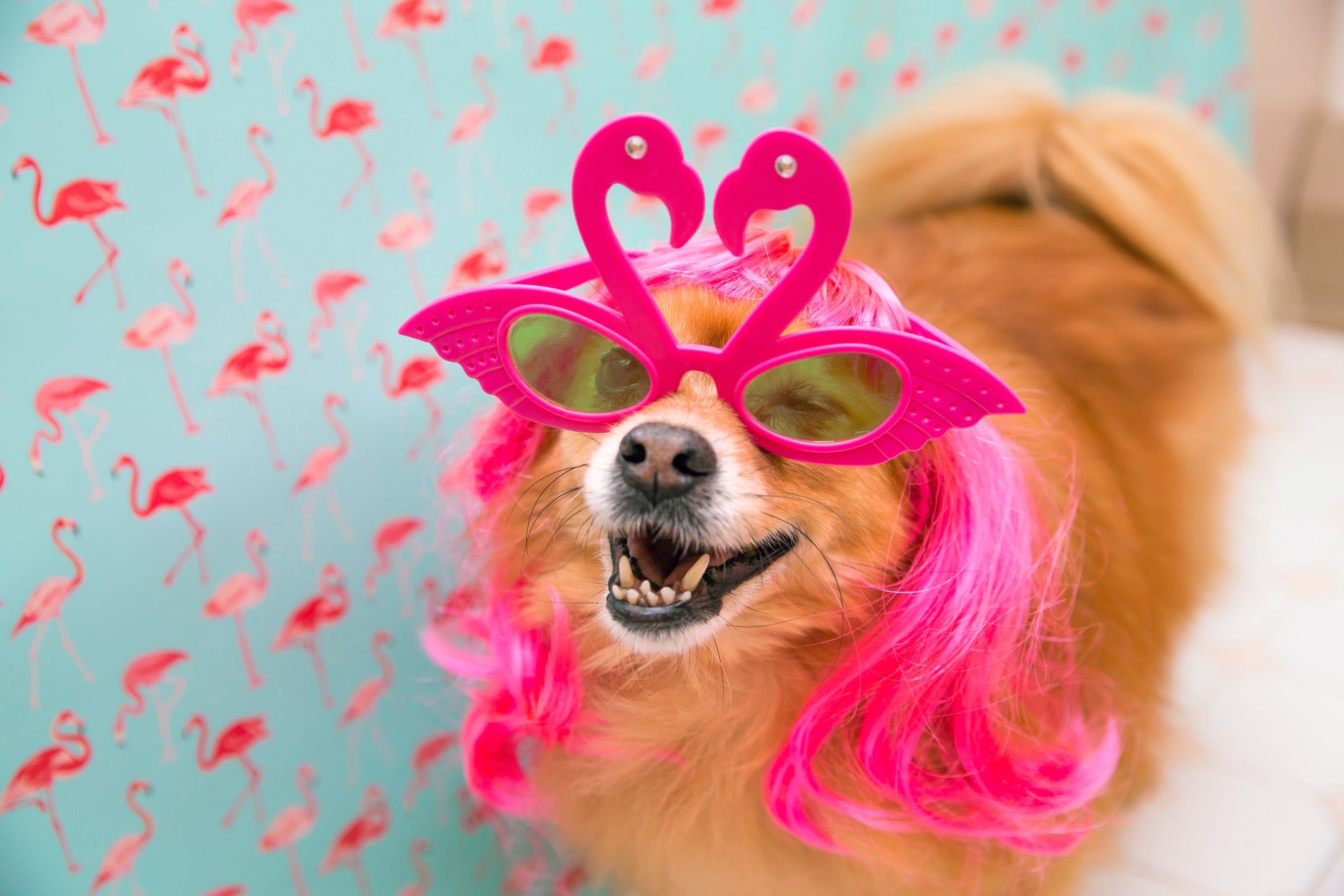 Cãozinho usando óculos rosa de flamingos