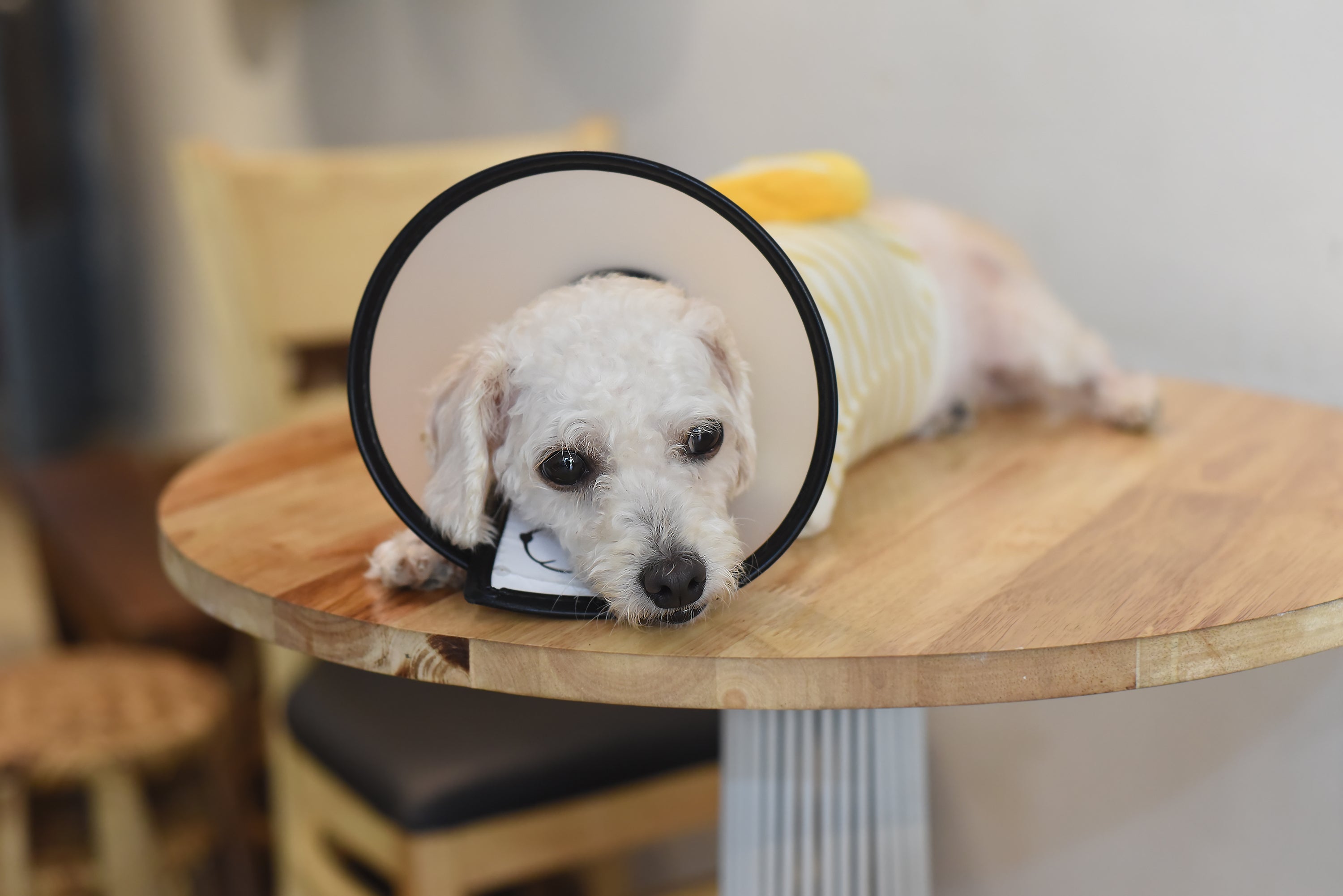 Cachorro pequeno deitado em mesa usando colar e roupa pós-cirúrgicos