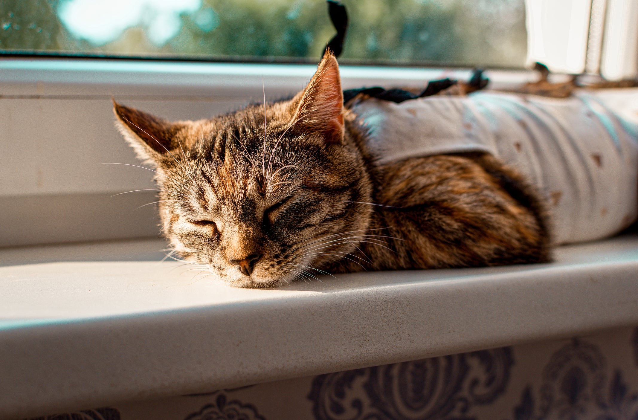 Gato deitado perto da janela e dormindo usando roupa pós-cirúrgica