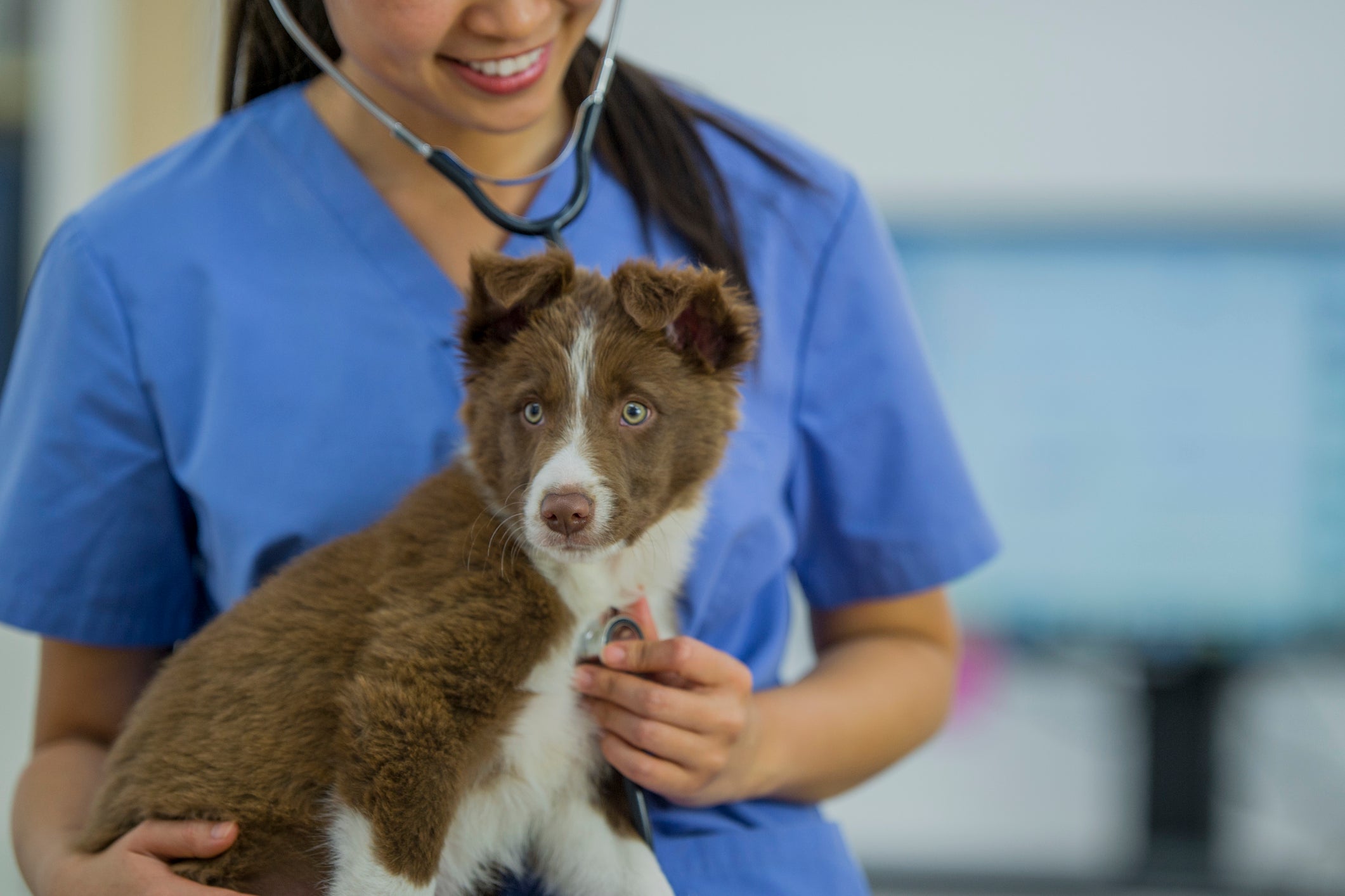 Veterinária examinando cachorro filhote em consultório médico