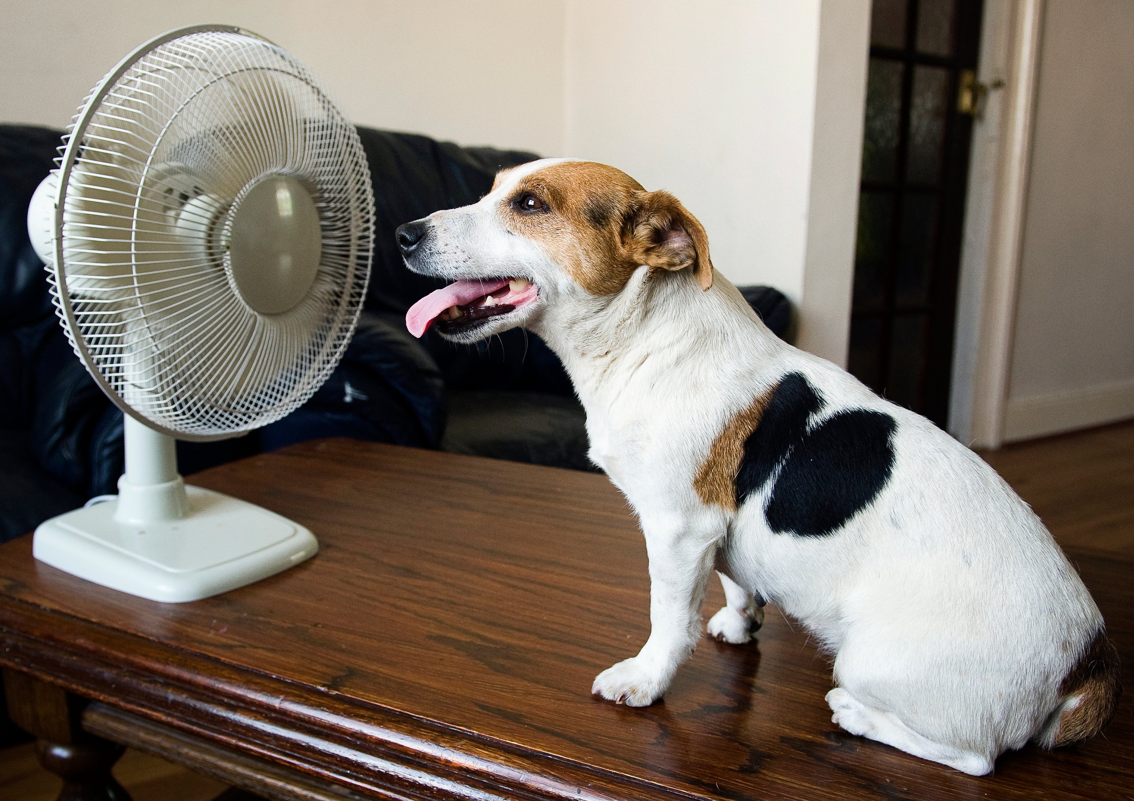 Cão ofegante e com calor na frente de ventilador em cima de móvel de madeira 