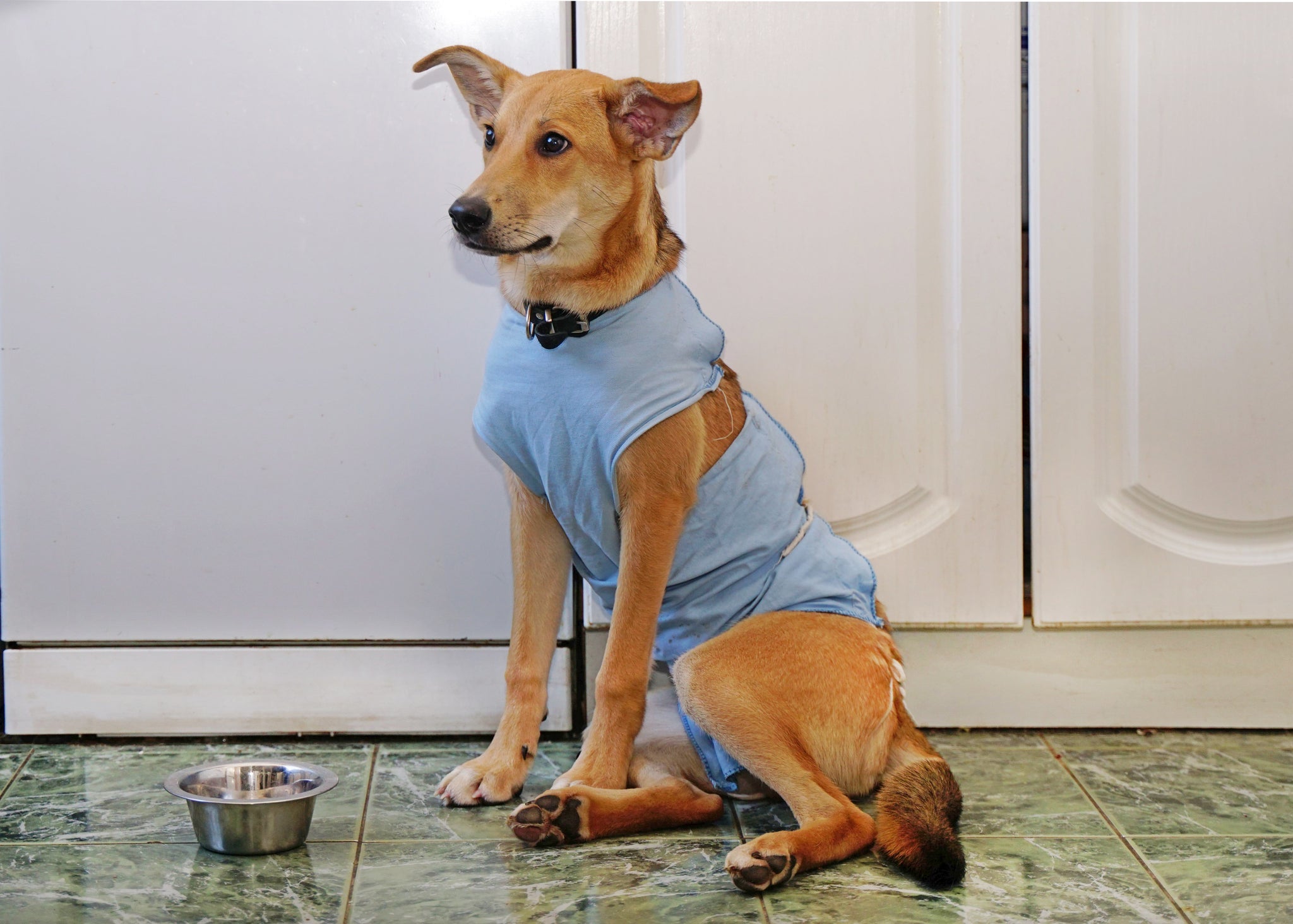 Cão dourado usando roupa pós-cirúrgica azul perto de pote de comida