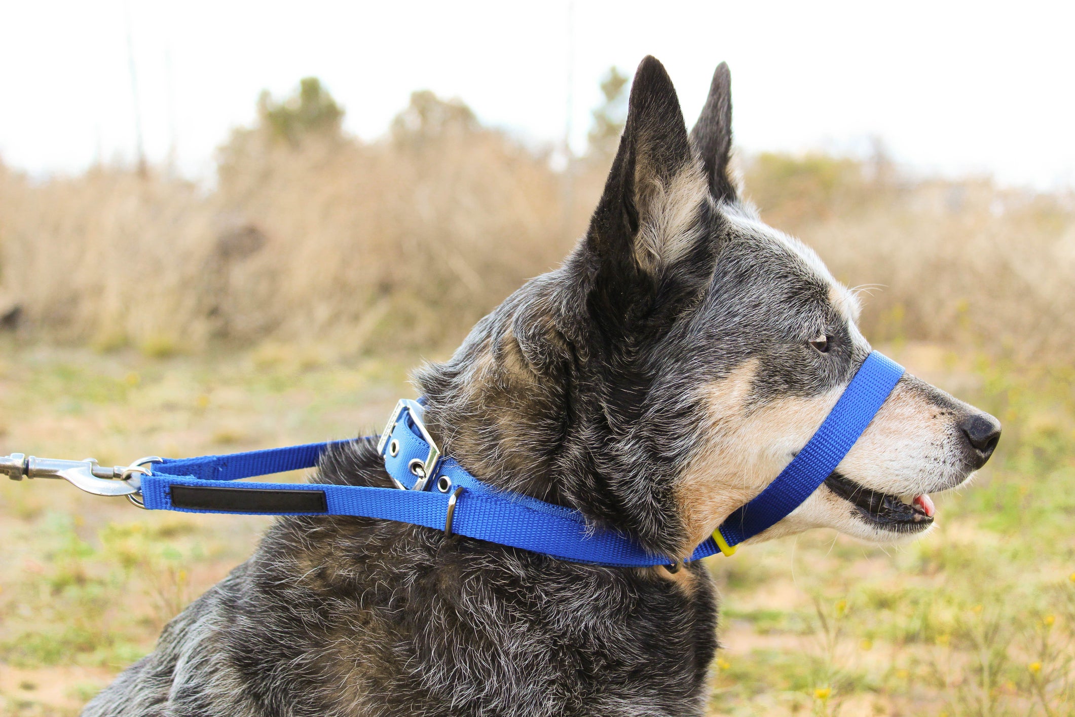 Cão usando coleira cabresto azul