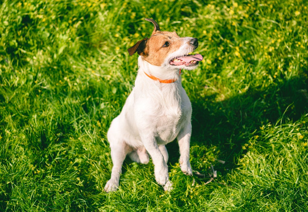 Cachorrinho usando coleira laranja sentado em gramado ensolarado