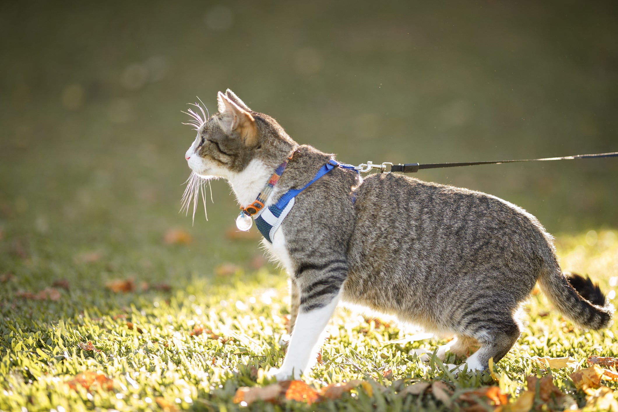 Gato usando coleira azul em gramado ensolarado