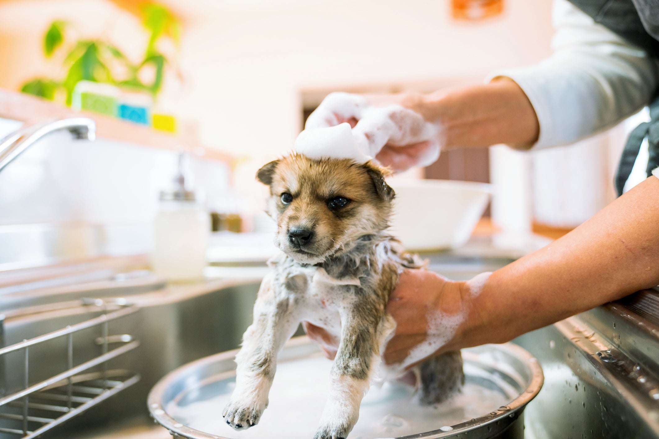 Cão filhote tomando banho em pia cheio de espuma