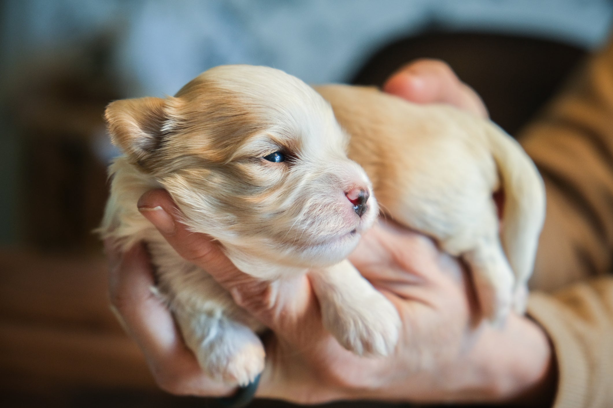 Cãozinho recém-nascido nas mãos de tutor