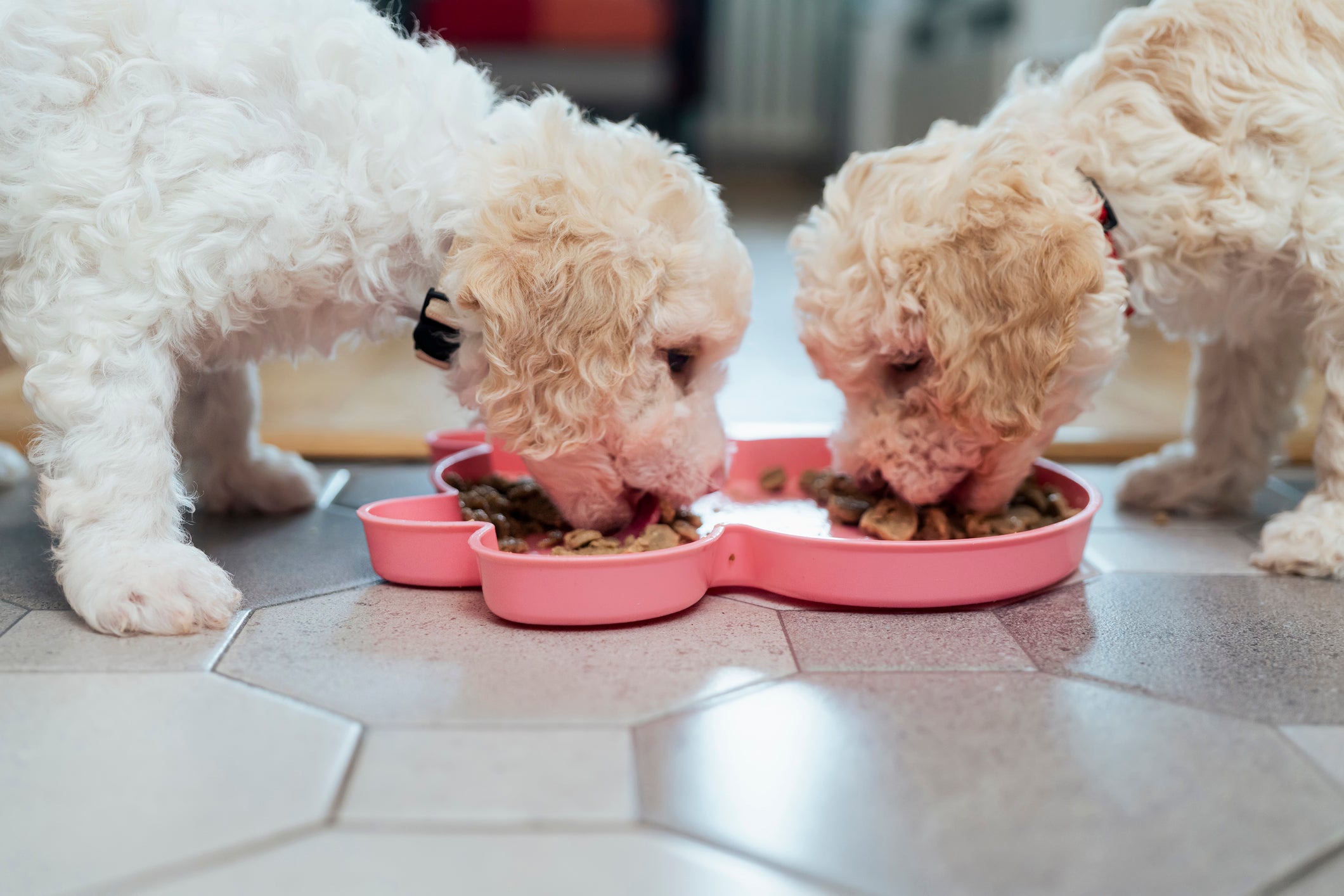 Dois cães brancos parecidos comendo ração em pote rosa em formato diferente