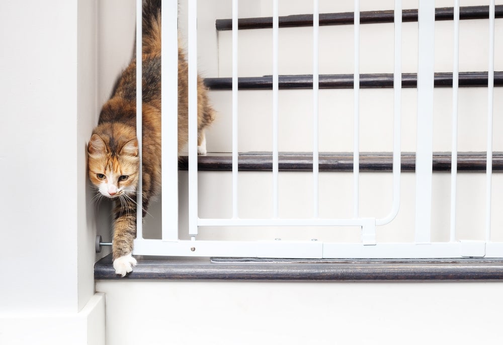 como acalmar gato estressado: gato atrás de portão na escada