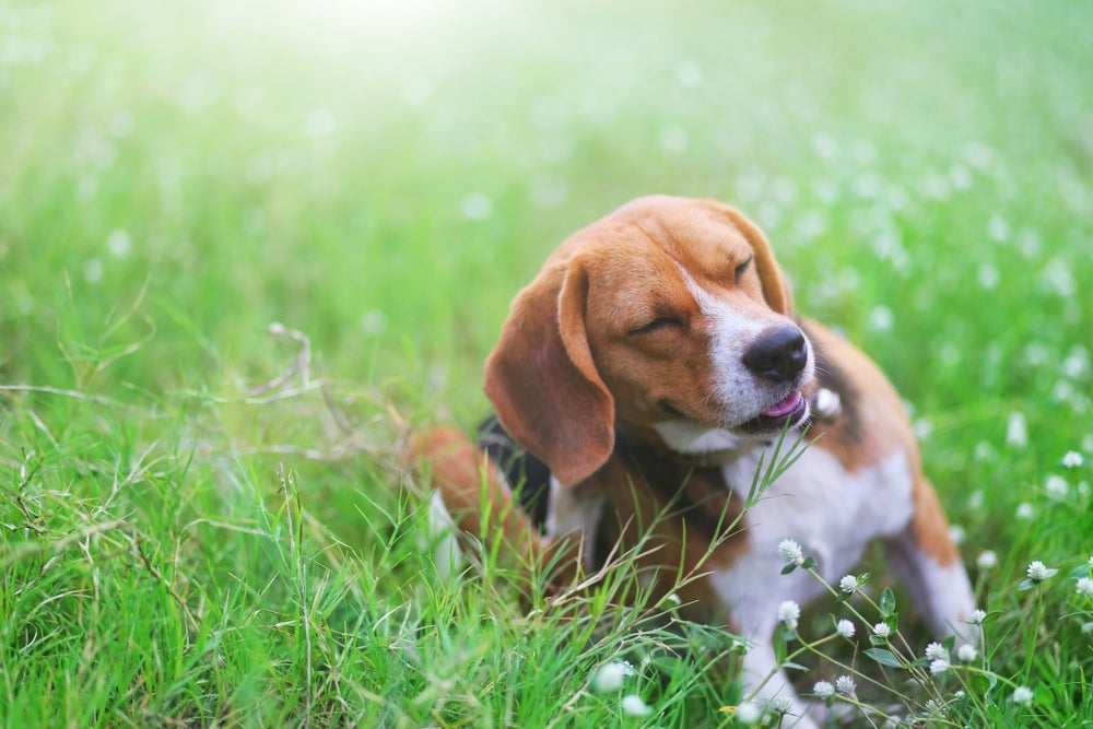 cachorro beagle se coçando no quintal