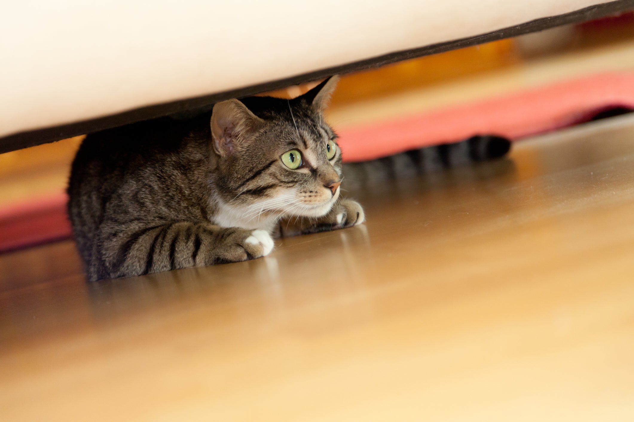 Gato assustado embaixo de sofá
