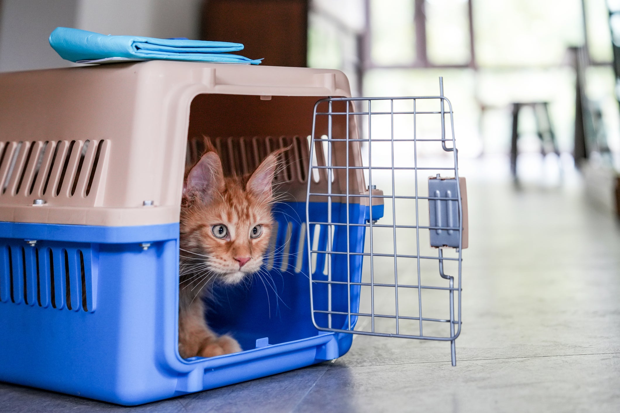 Gato laranja dentro de caixa de transporte azul