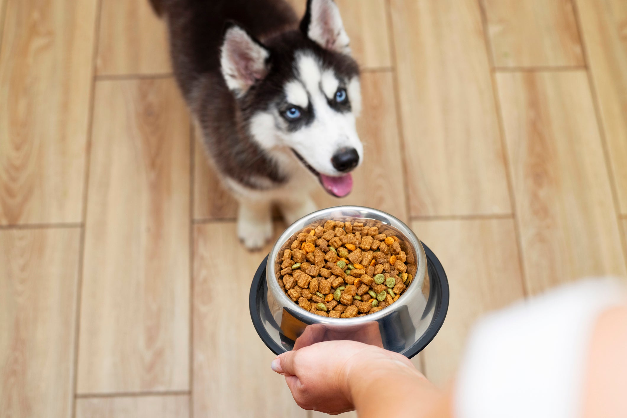 Cão Husky Siberiano recebendo pote de comida
