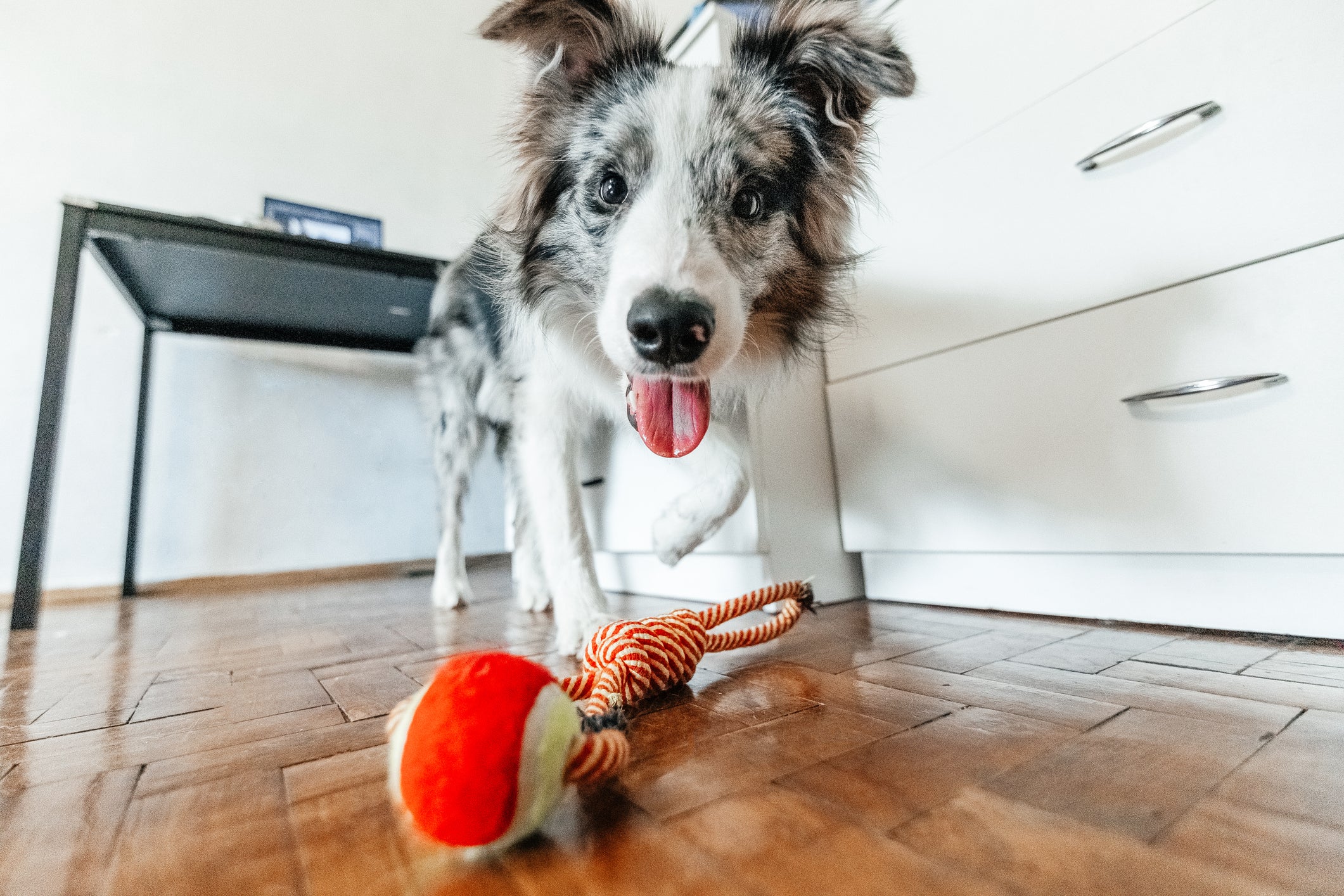 Cachorro peludo cinza e branco perto de brinquedo colorido dentro de casa