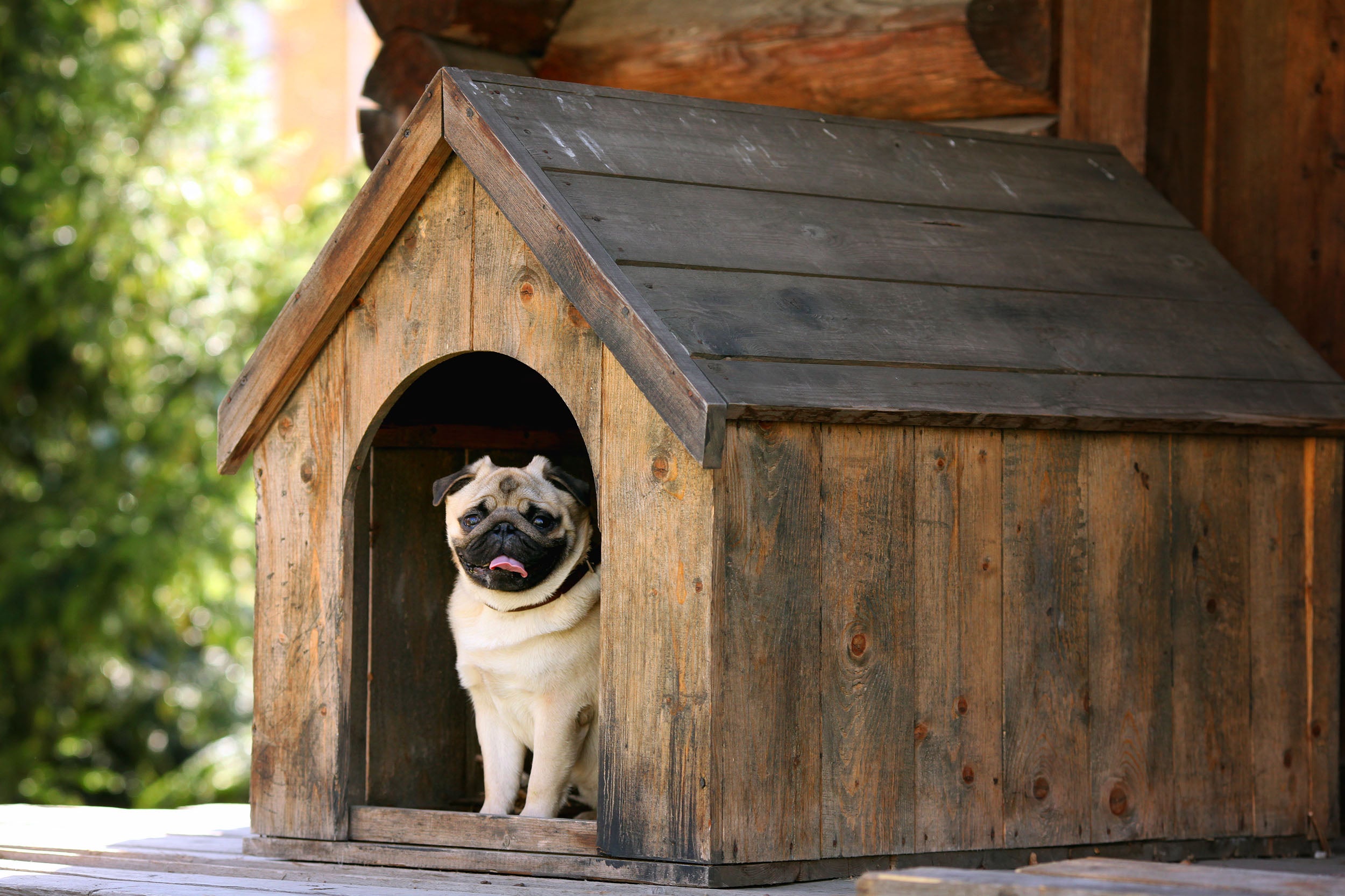 Cãozinho Pug dentro de casinha de madeira