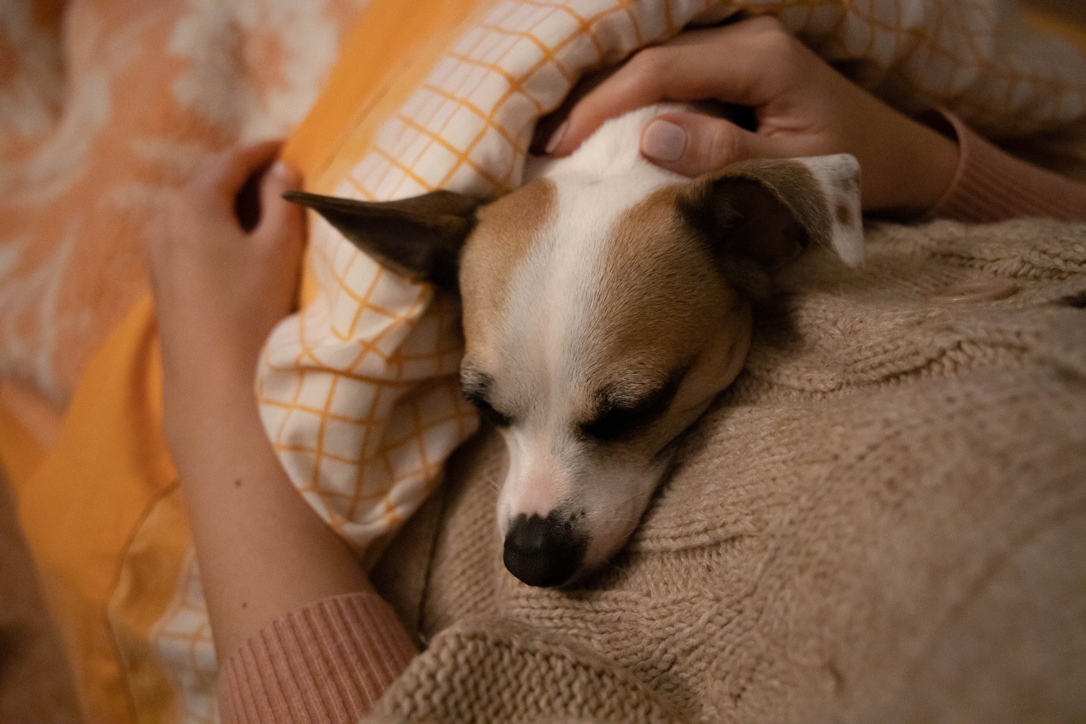 Cachorro pequeno dormindo no colo de tutora, ambos cobertos por cobertor