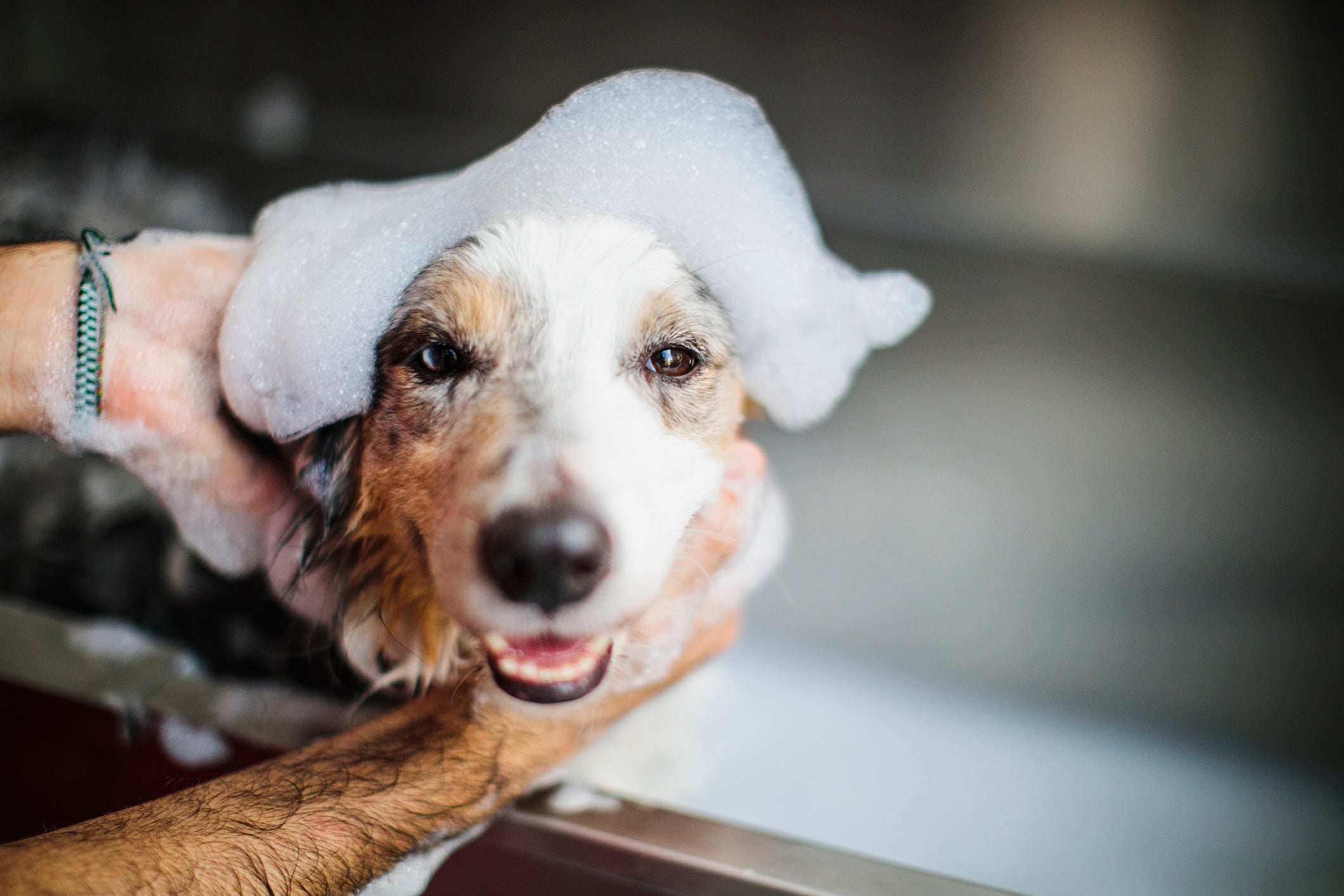 Cãozinho molhado e cheio de espuma tomando banho