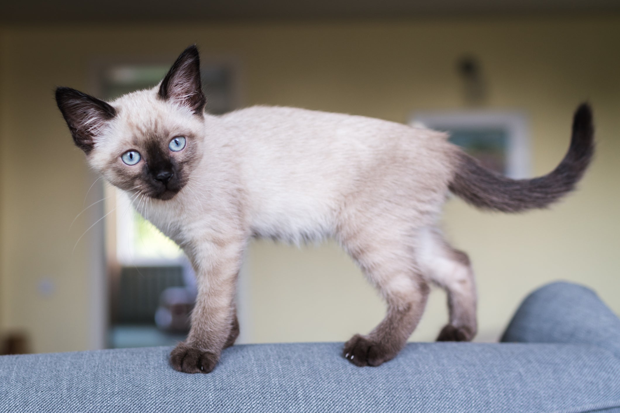 Gato Siamês em pé em cima de sofá