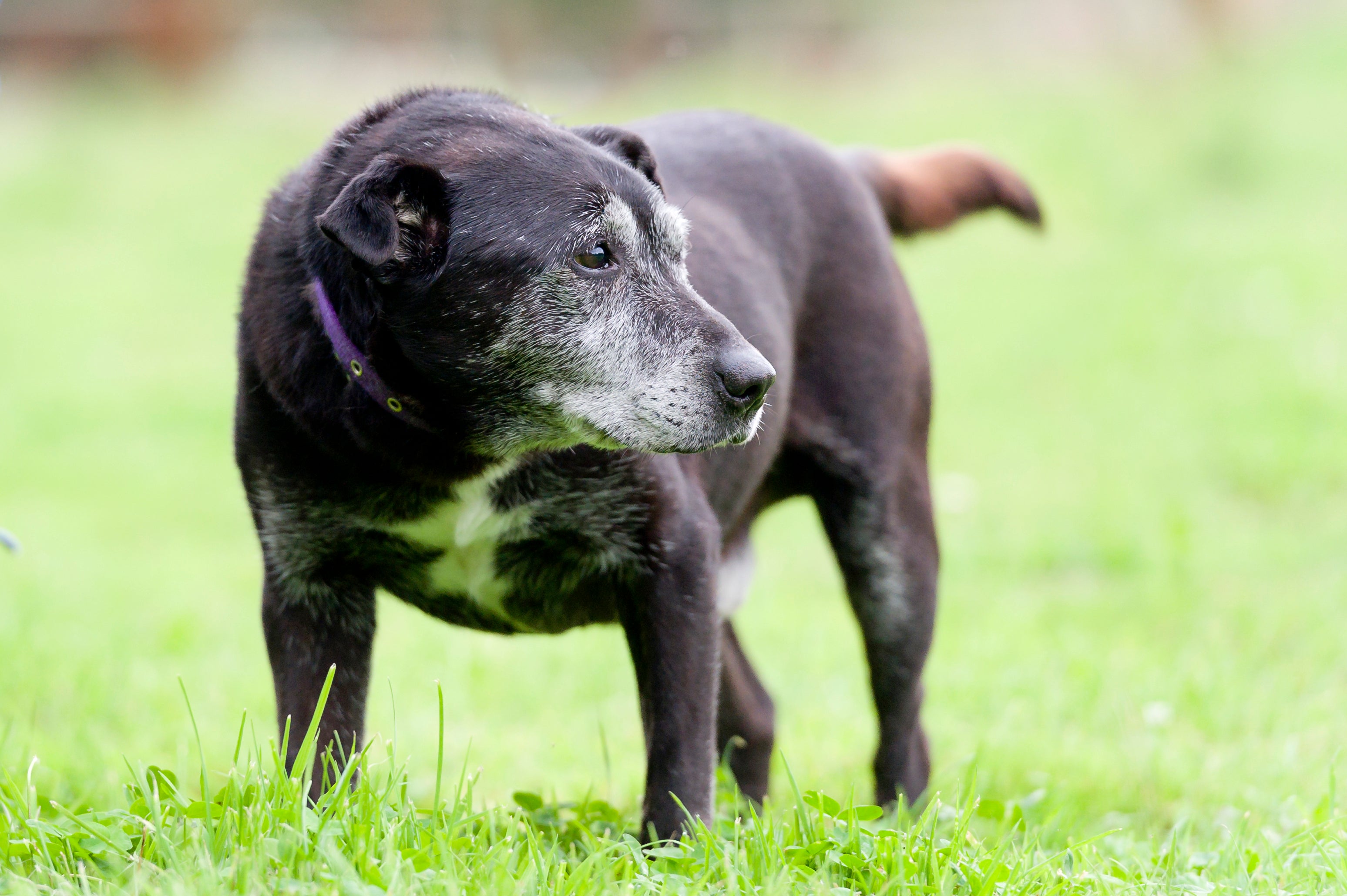 Cão preto idoso em pé em gramado
