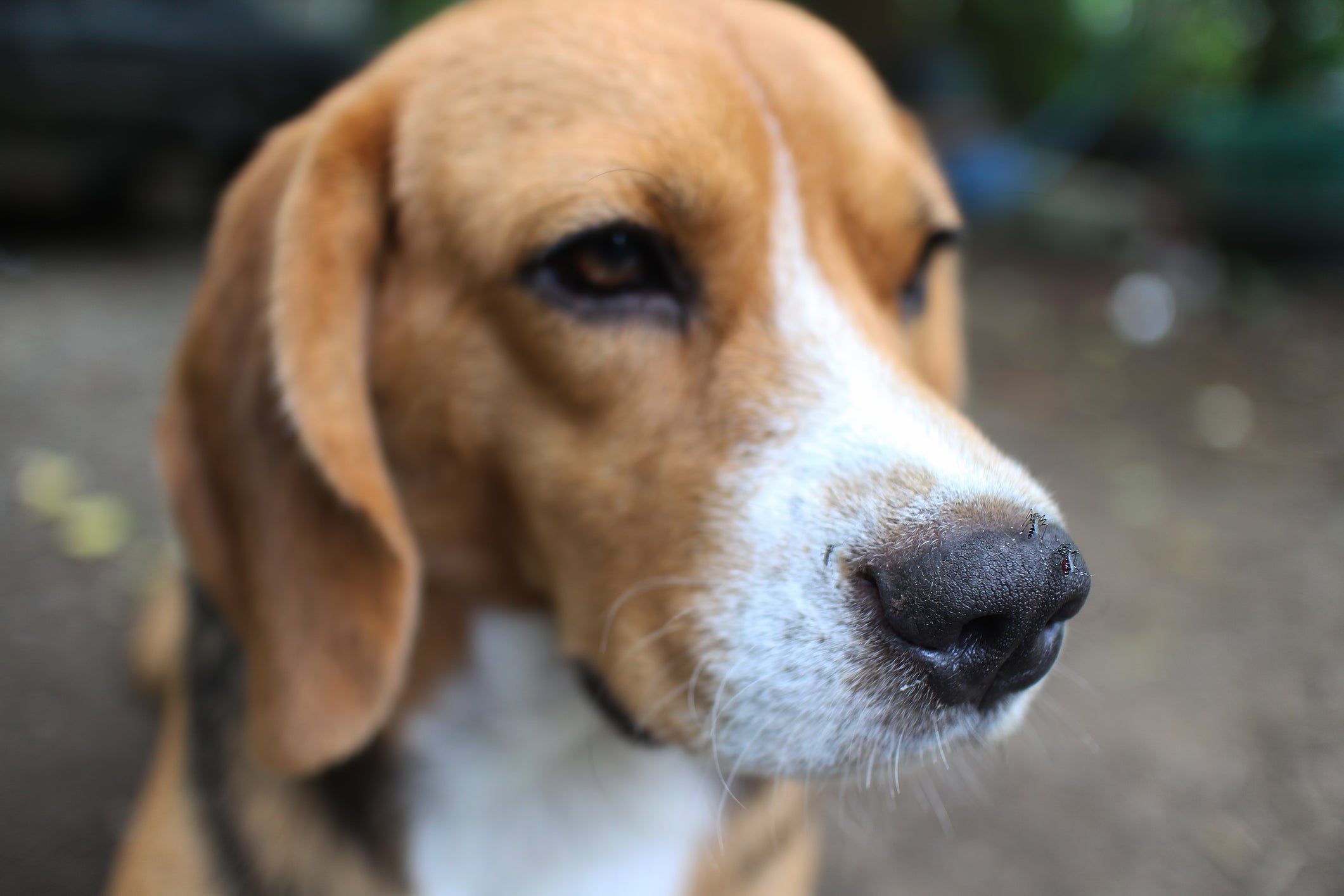 Cachorro Beagle em destaque com mosquitos em seu nariz