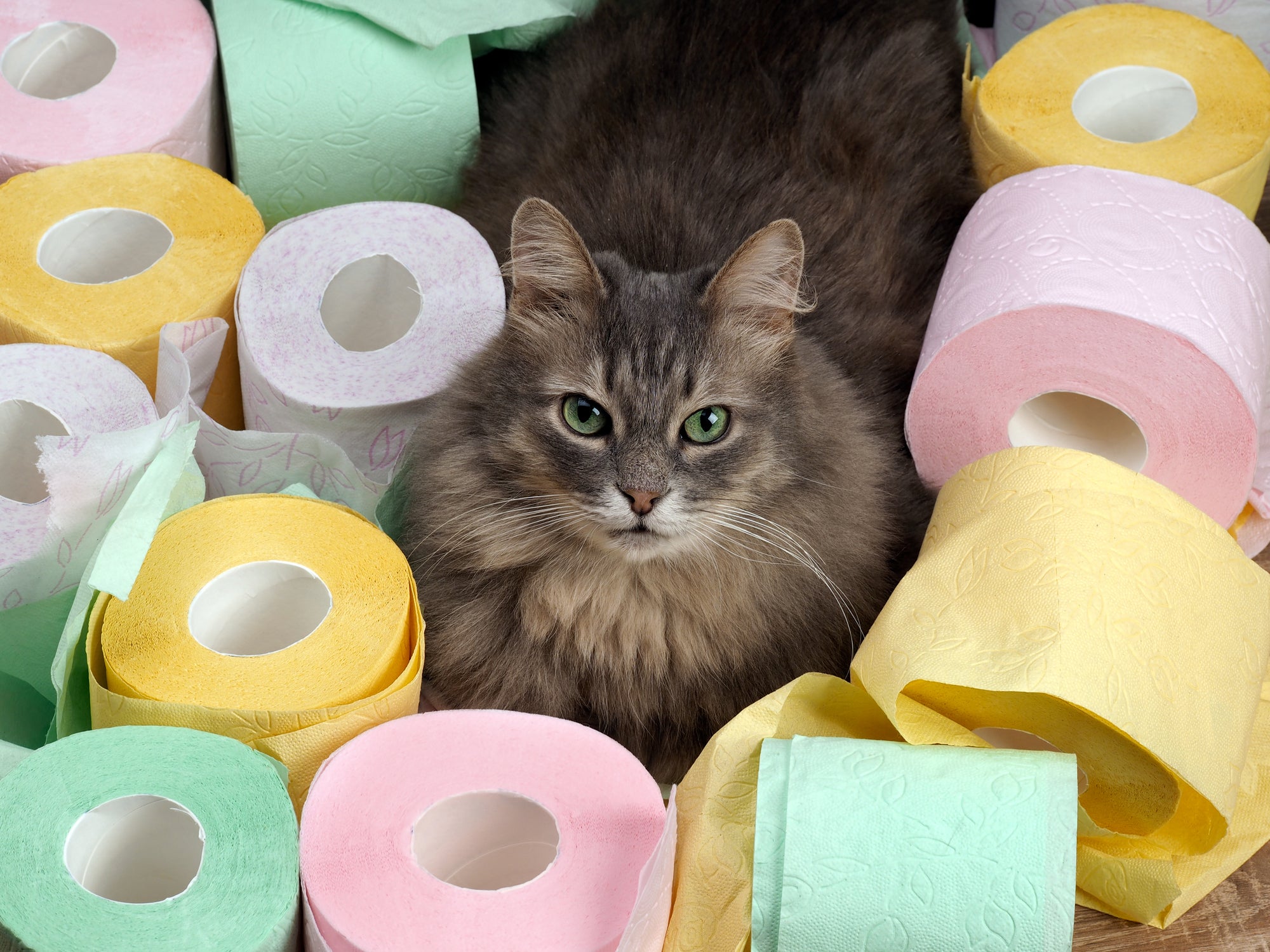 Gato no meio de rolos de papel higiênico coloridos