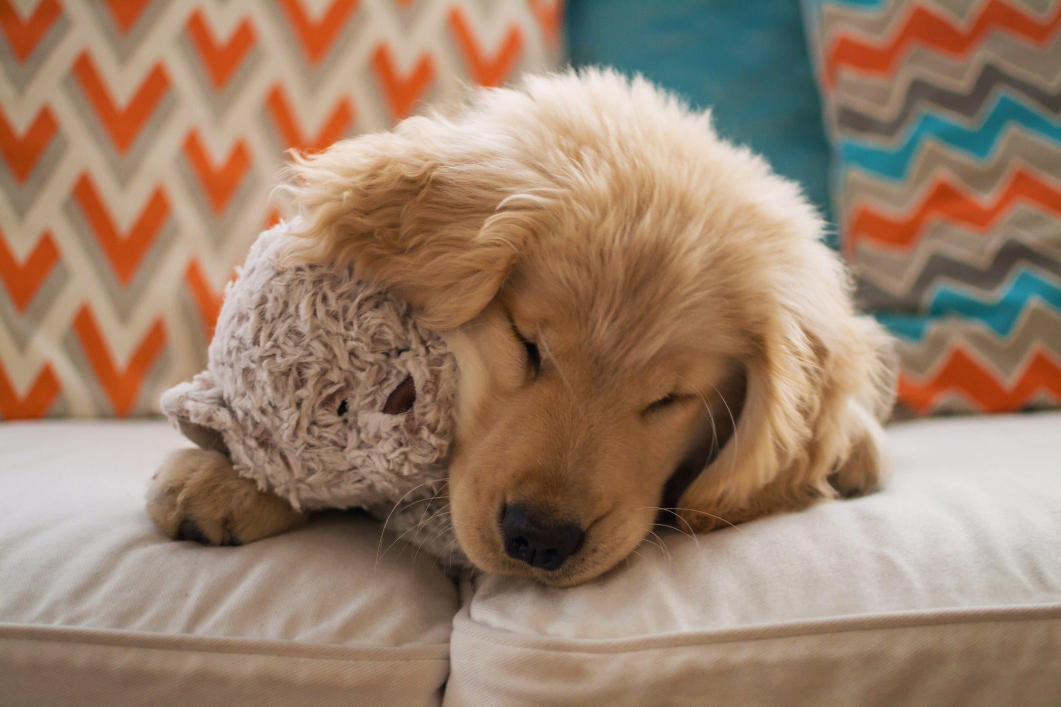 Cachorro filhote dormindo em sofá agarrado com ursinho de pelúcia