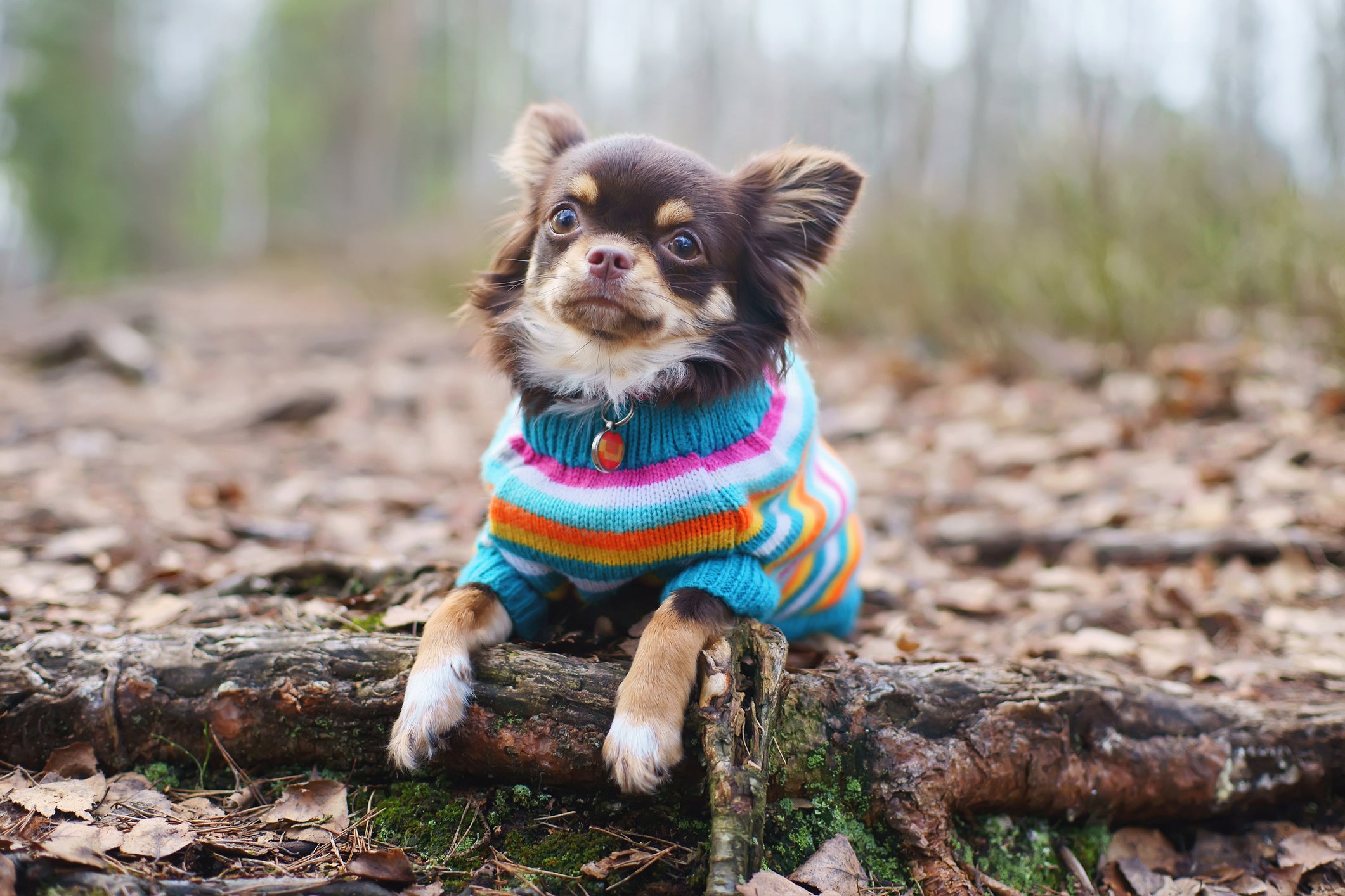 Cãozinho usando roupa de frio em bosque