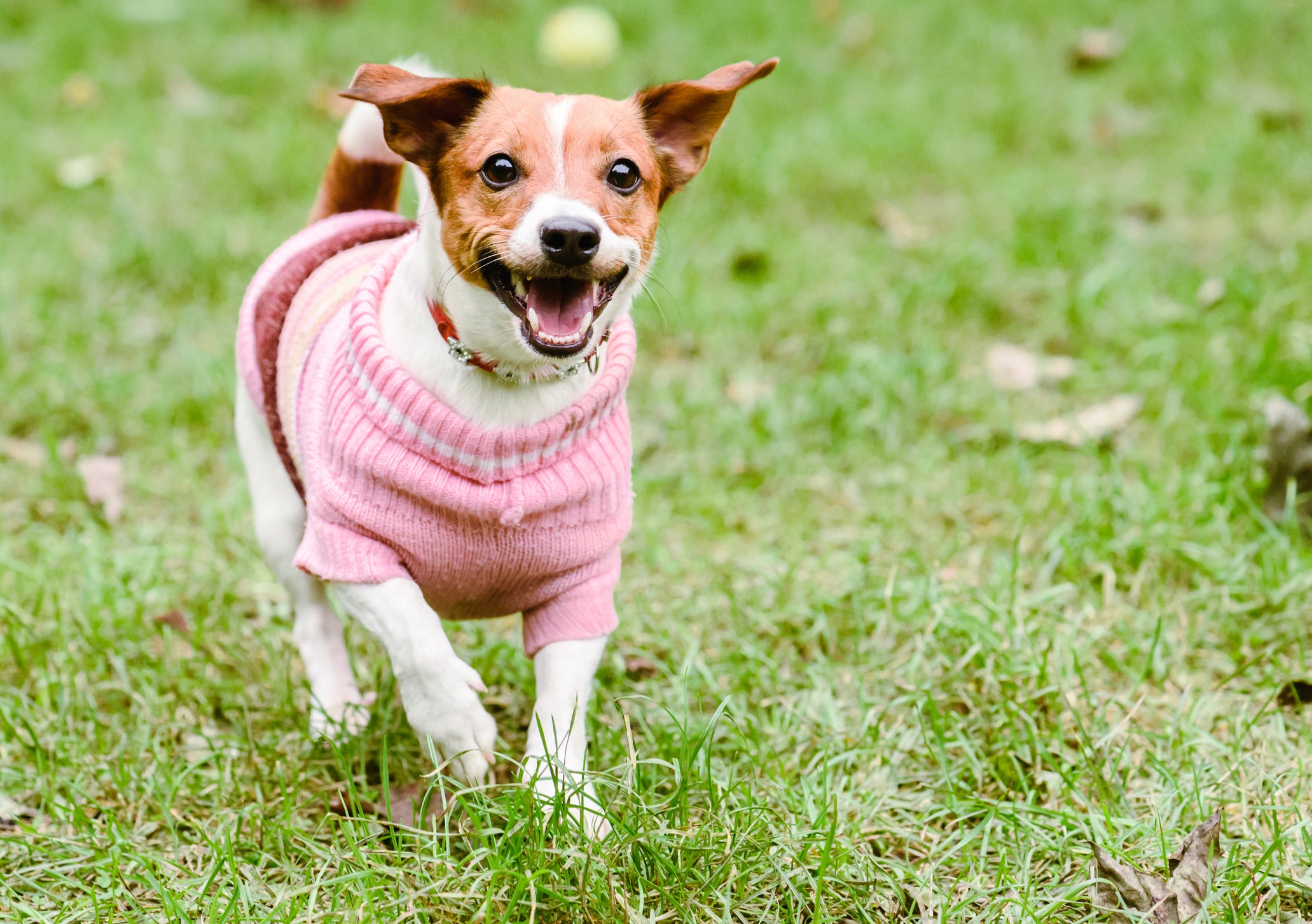 Cãozinho usando casaco rosa em gramado