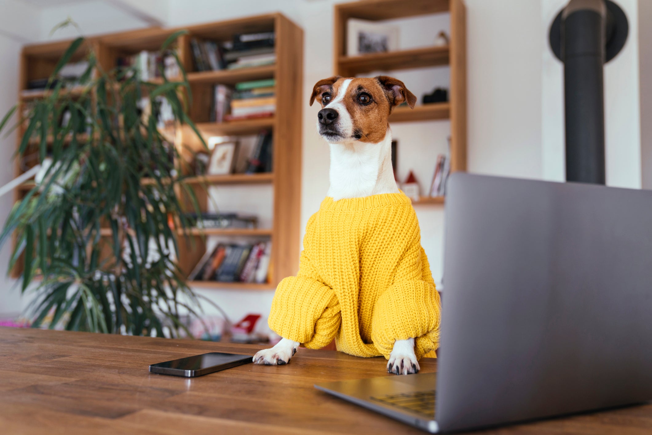 Cachorro usando casaco amarelo dentro de casa