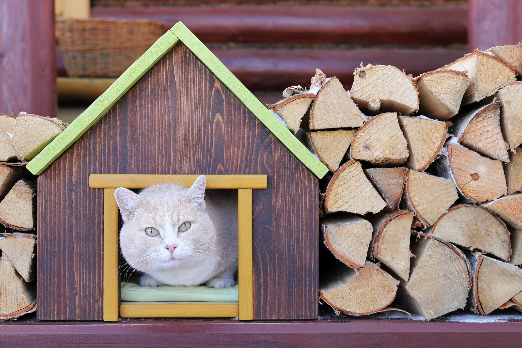 Gato dentro de casinha de madeira