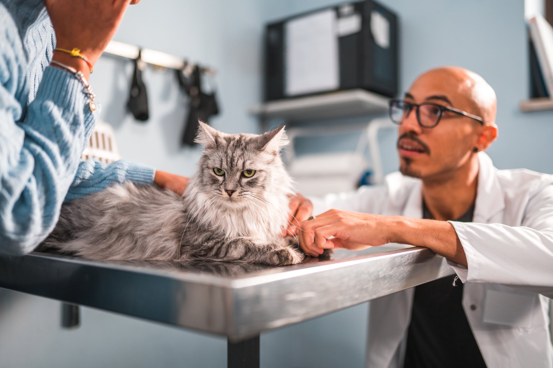 Tutora e seu gato junto de veterinário em consultório médico