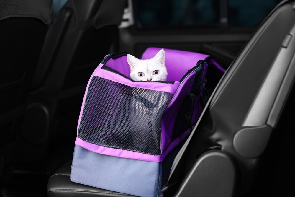Gato branco dentro de bolsa de transporte roxa em carro 