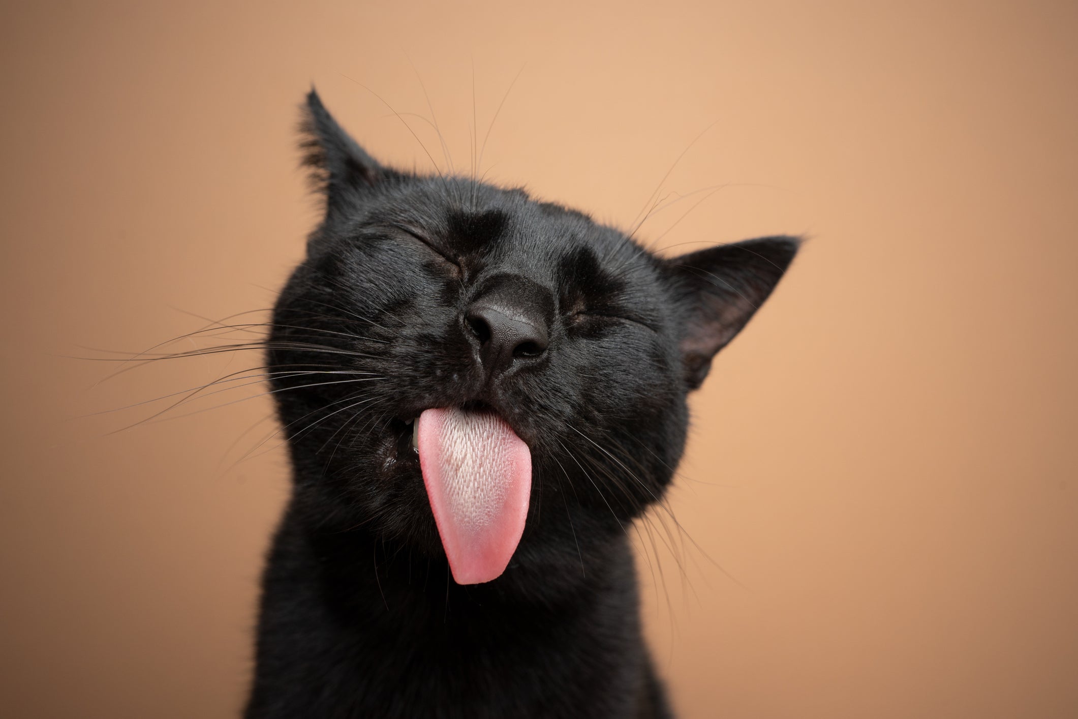 Gato preto mostrando a língua