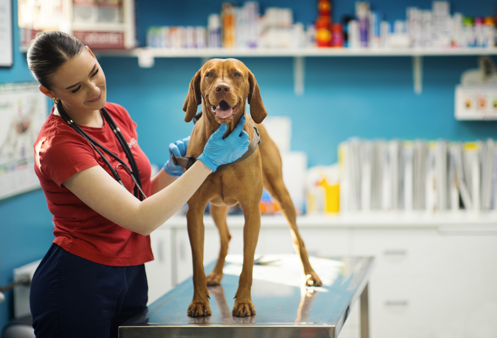 Cão grande em cima de mesa em consultório sendo examinado por veterinária