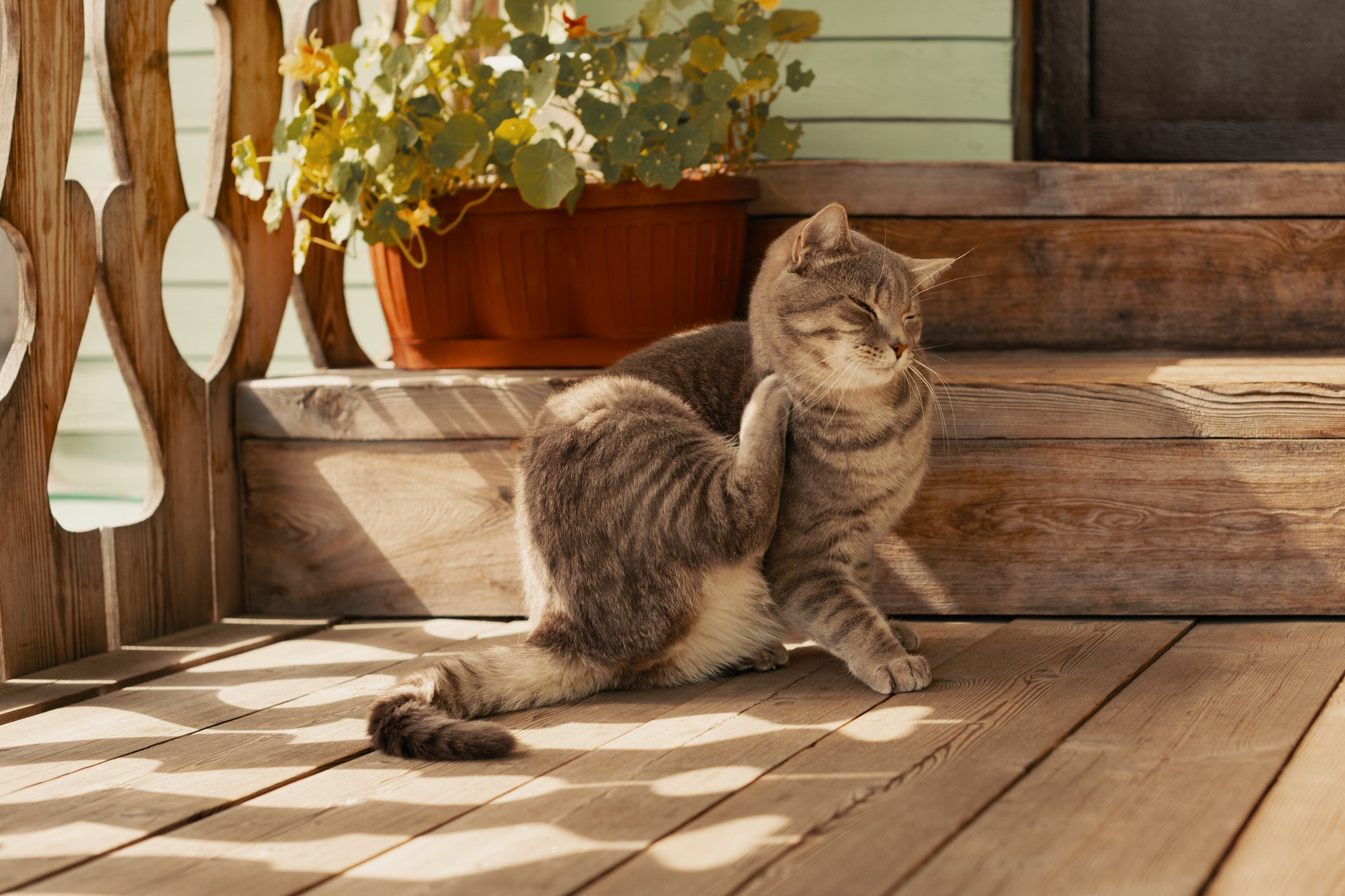 Gato se coçando em varanda de casa