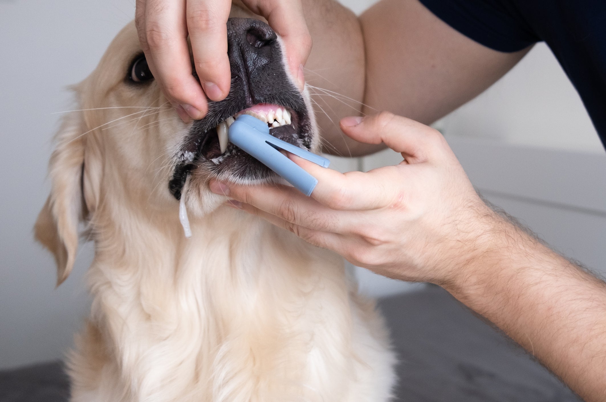 Tutor escovando dente de cachorro com escova de dedo