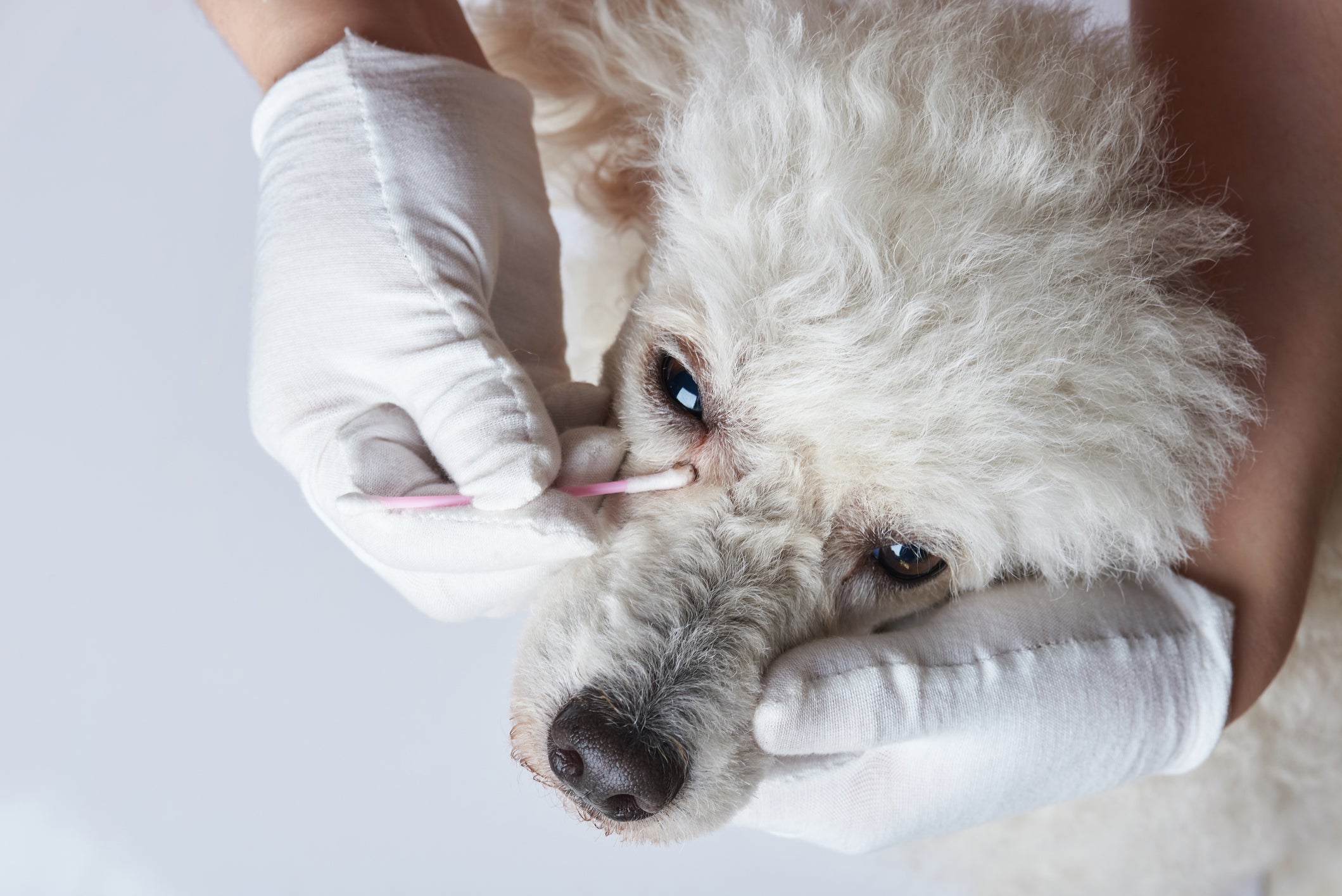 Mãos com luvas brancas limpando olhos de cão branco utilizando cotonete
