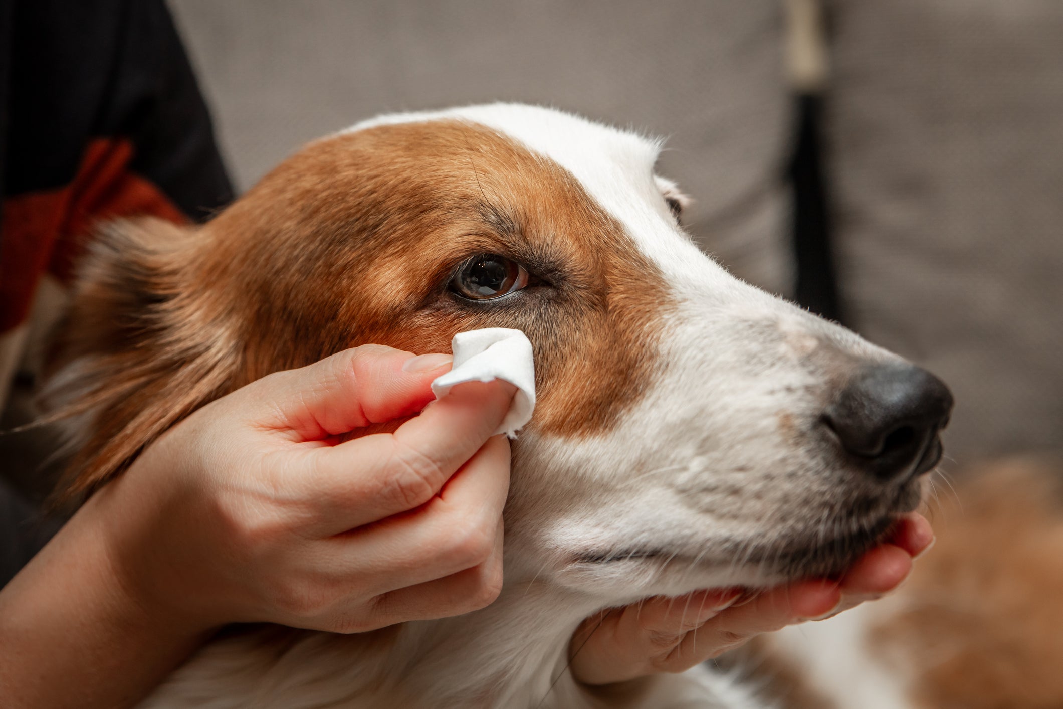 Mão limpando olho de cão com algodão