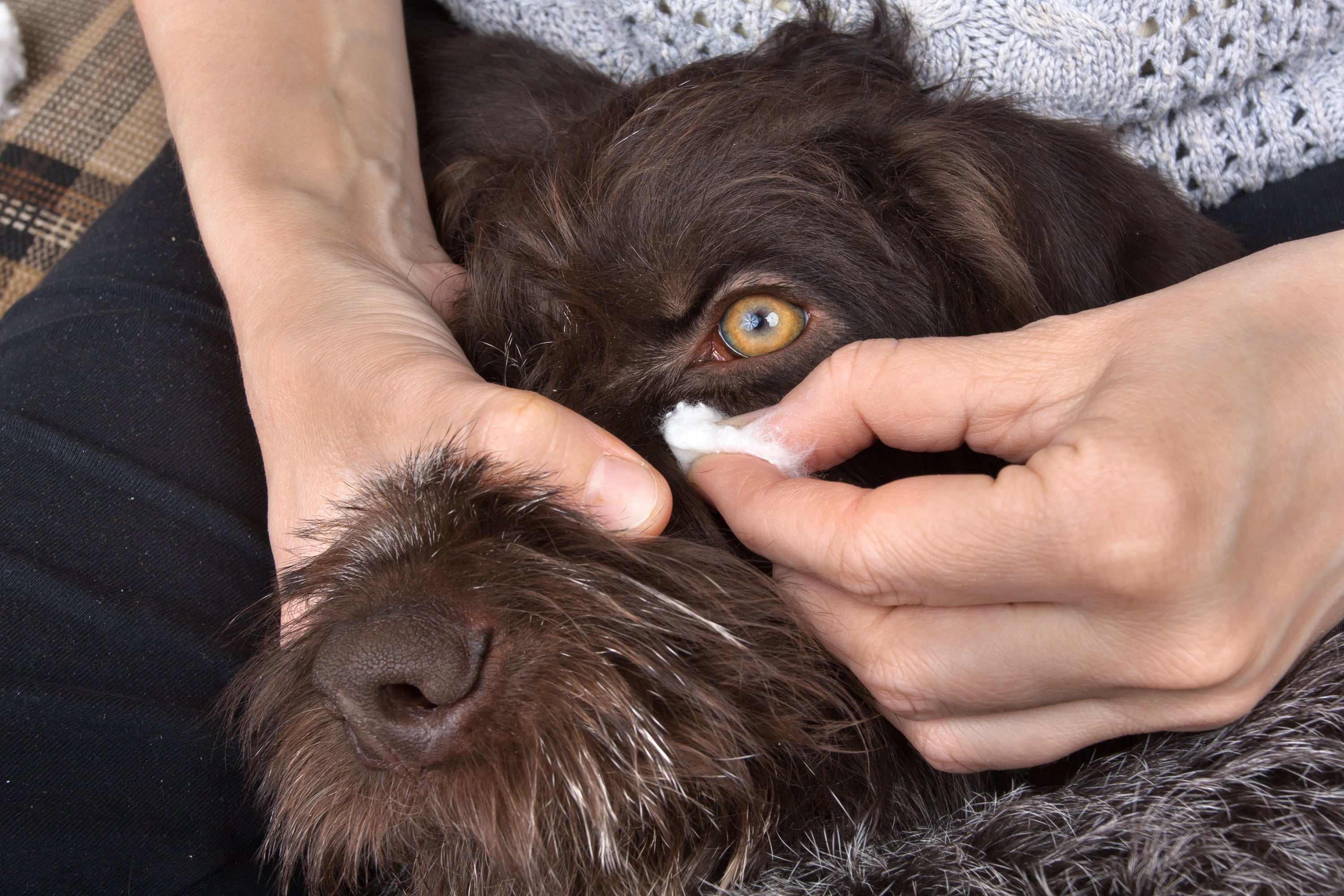 Pessoa usando algodão para limpar olho de cachorro