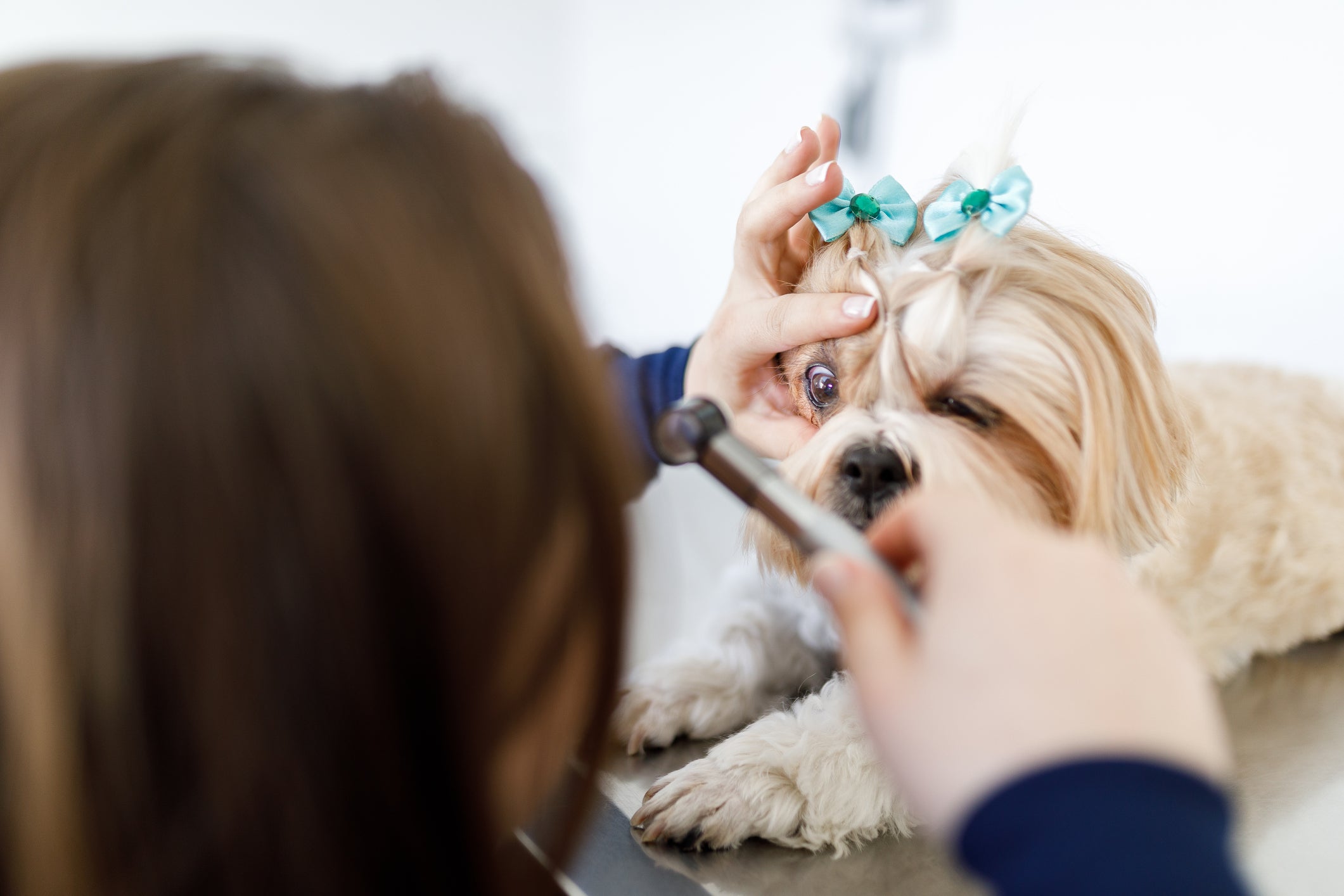 Veterinária examinando olho de cãozinho
